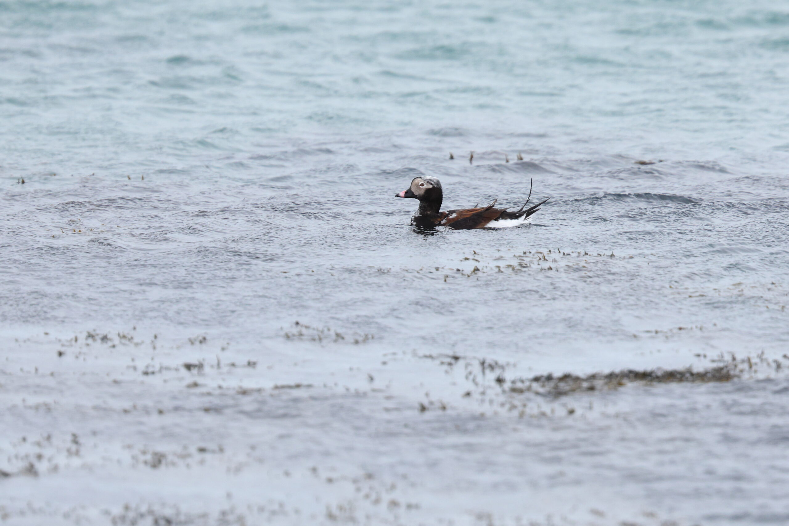 Long-tailed Duck. Isle of Man, April 2024 © Neil G Morris.
