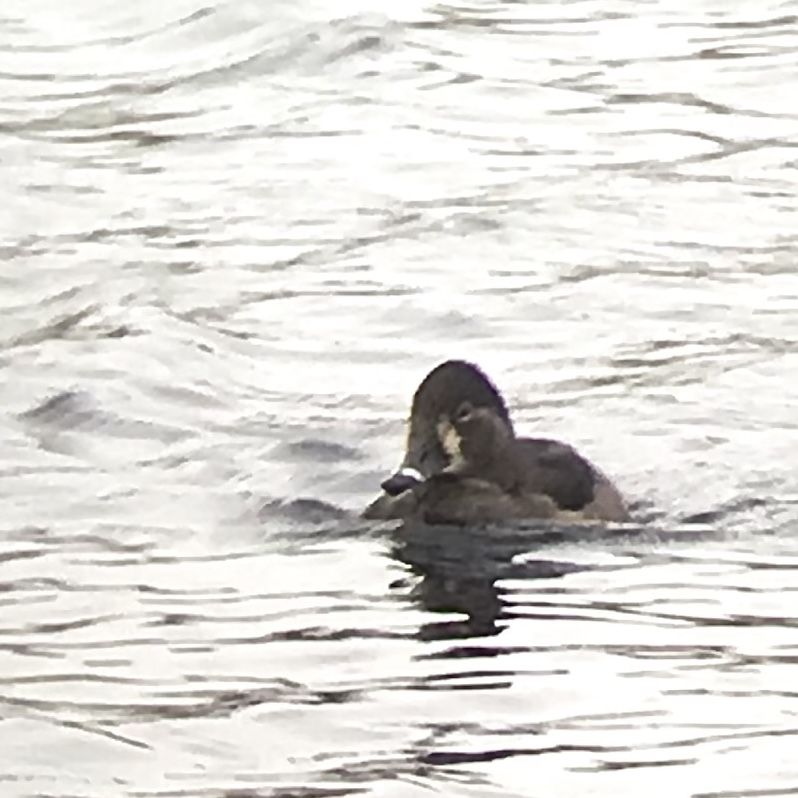 Ring-necked Duck. Isle of Man, December 2024 © Neil G. Morris.