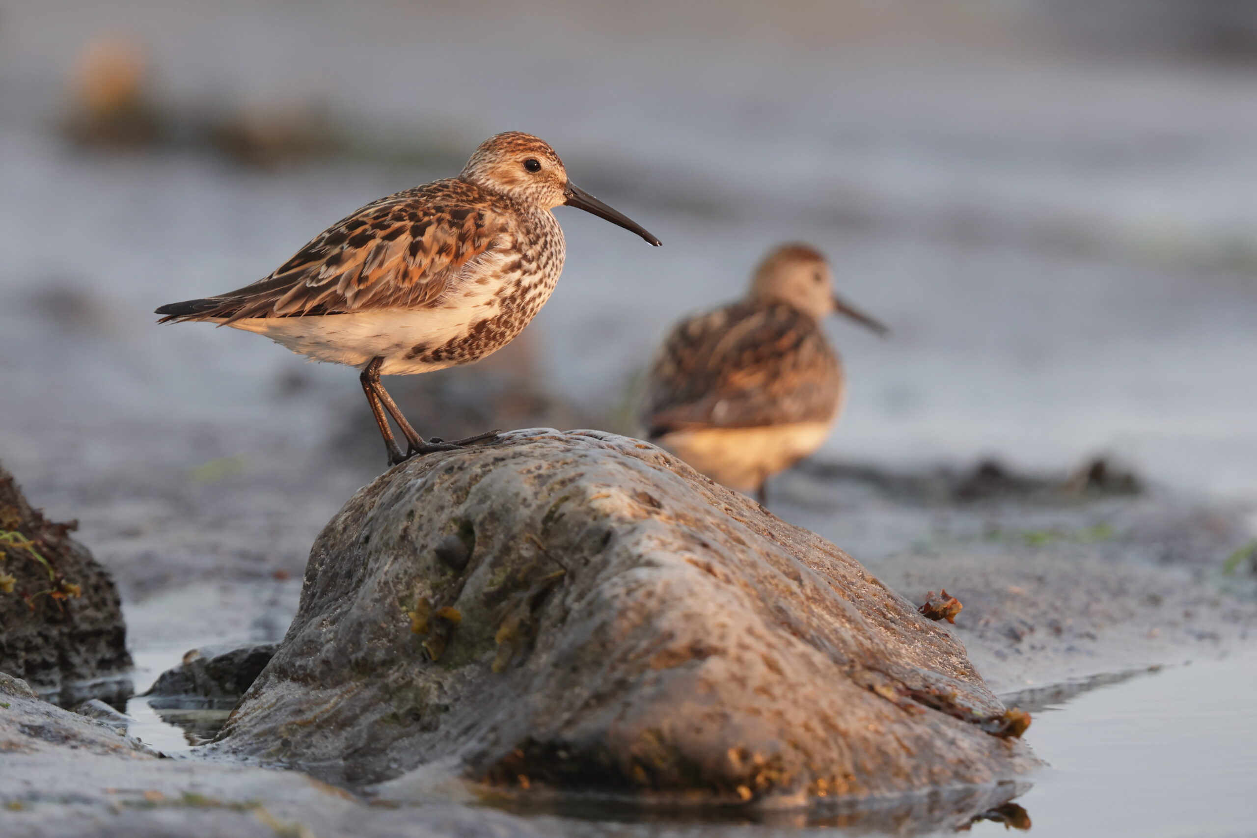 Dunlin. Isle of Man, June 2023 © Neil G Morris.