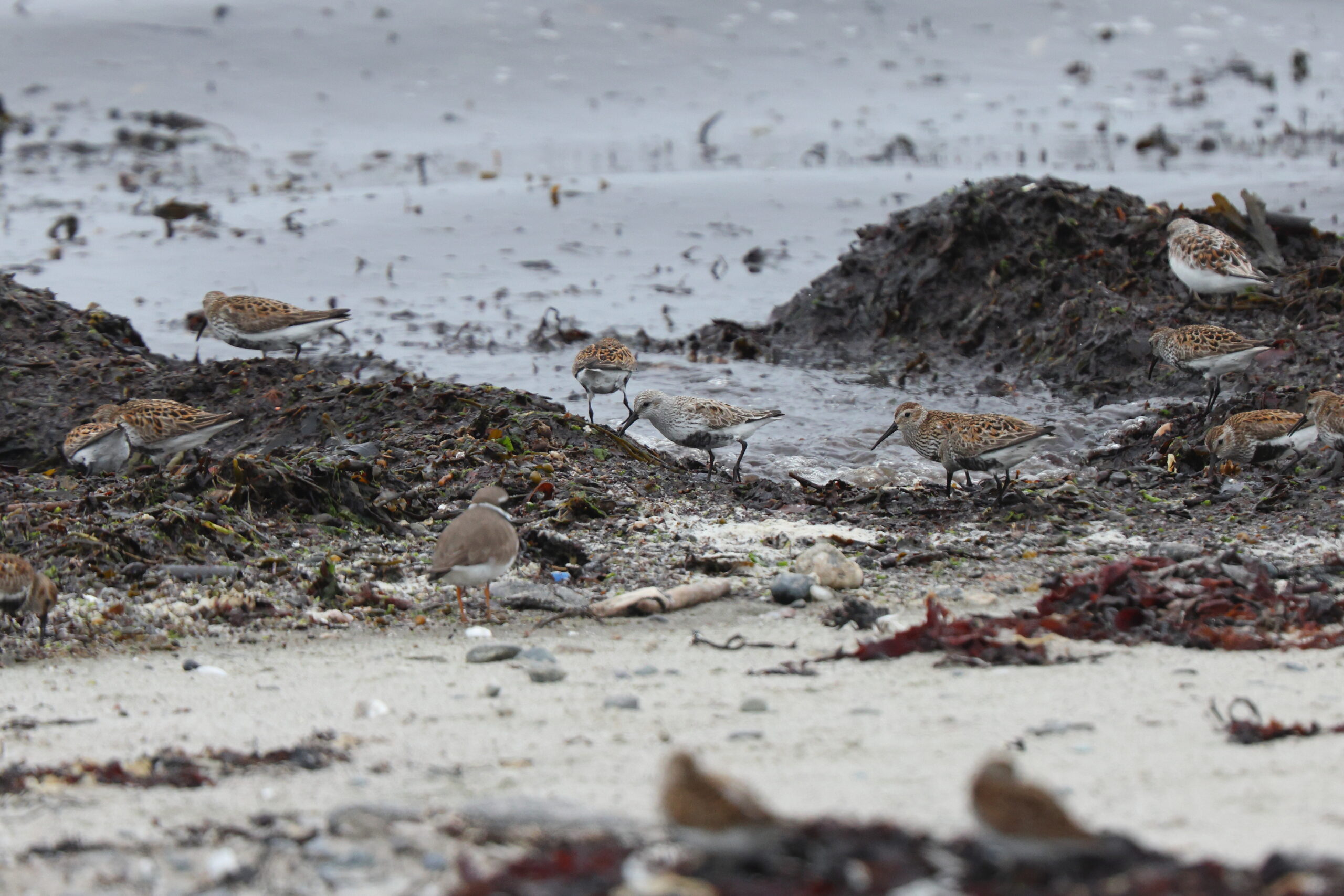 Arctica ('Greenland') Dunlin. Isle of Man, May 2024 © Neil G Morris.