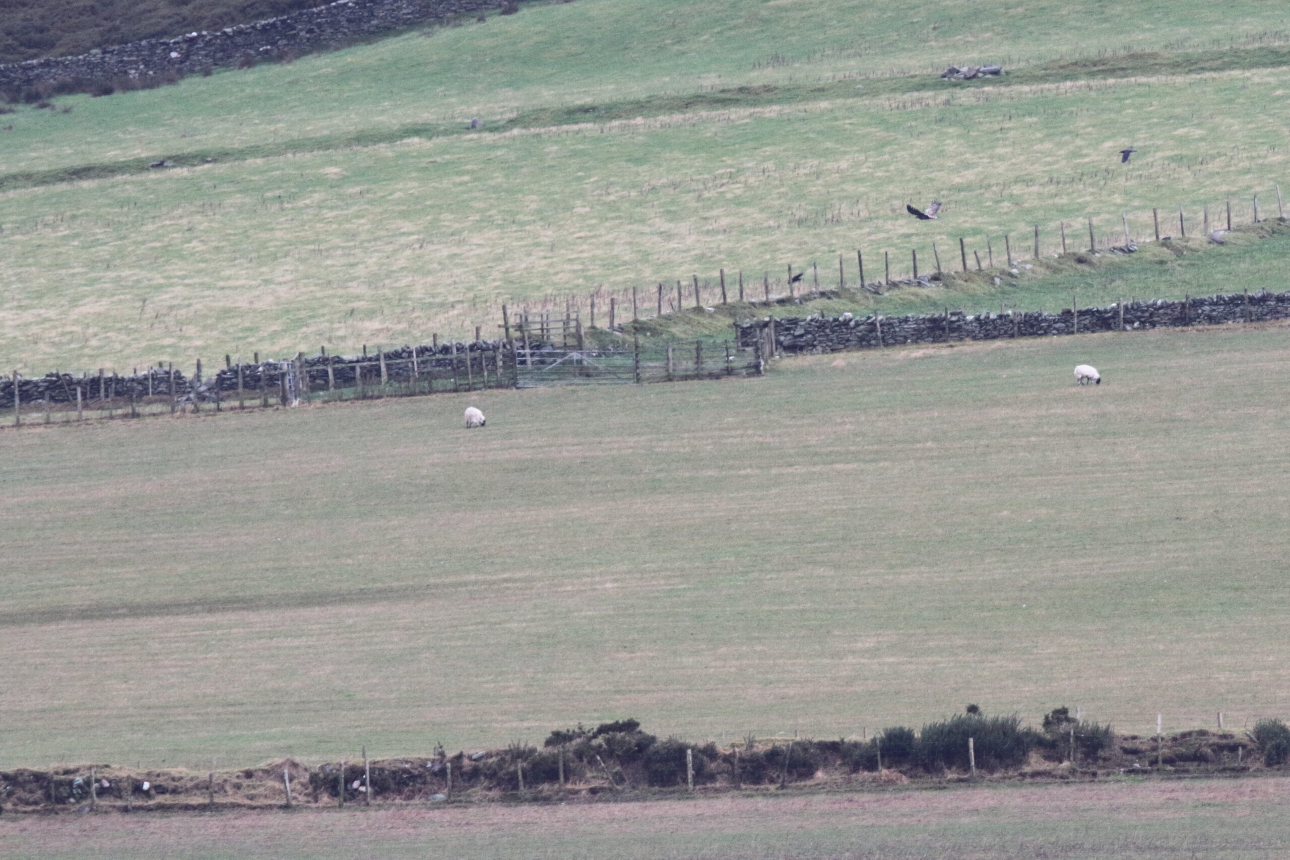 White-tailed Eagle. Isle of Man, December 2019 © Neil G Morris.