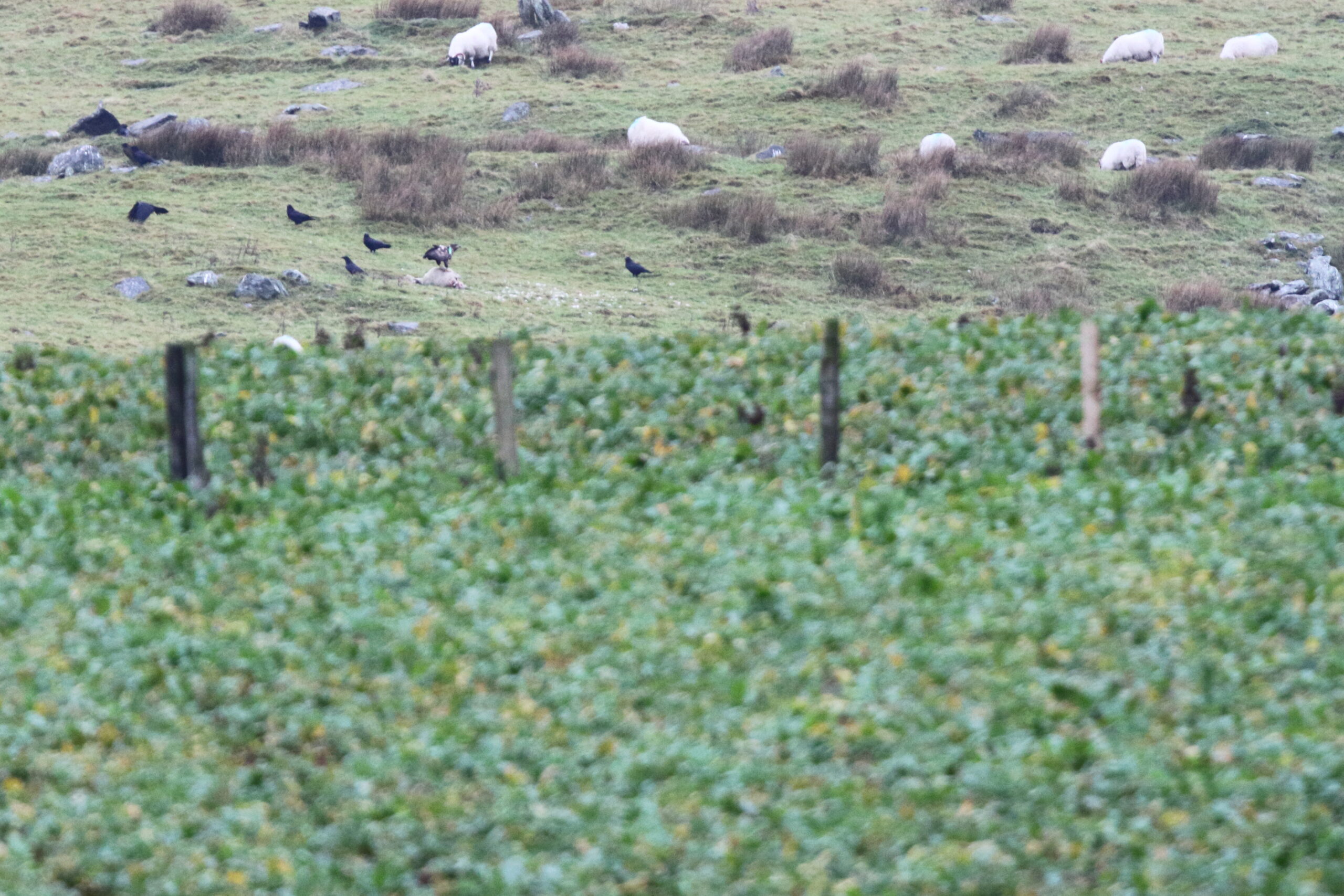 White-tailed Eagle. Isle of Man, December 2019 © Neil G Morris.
