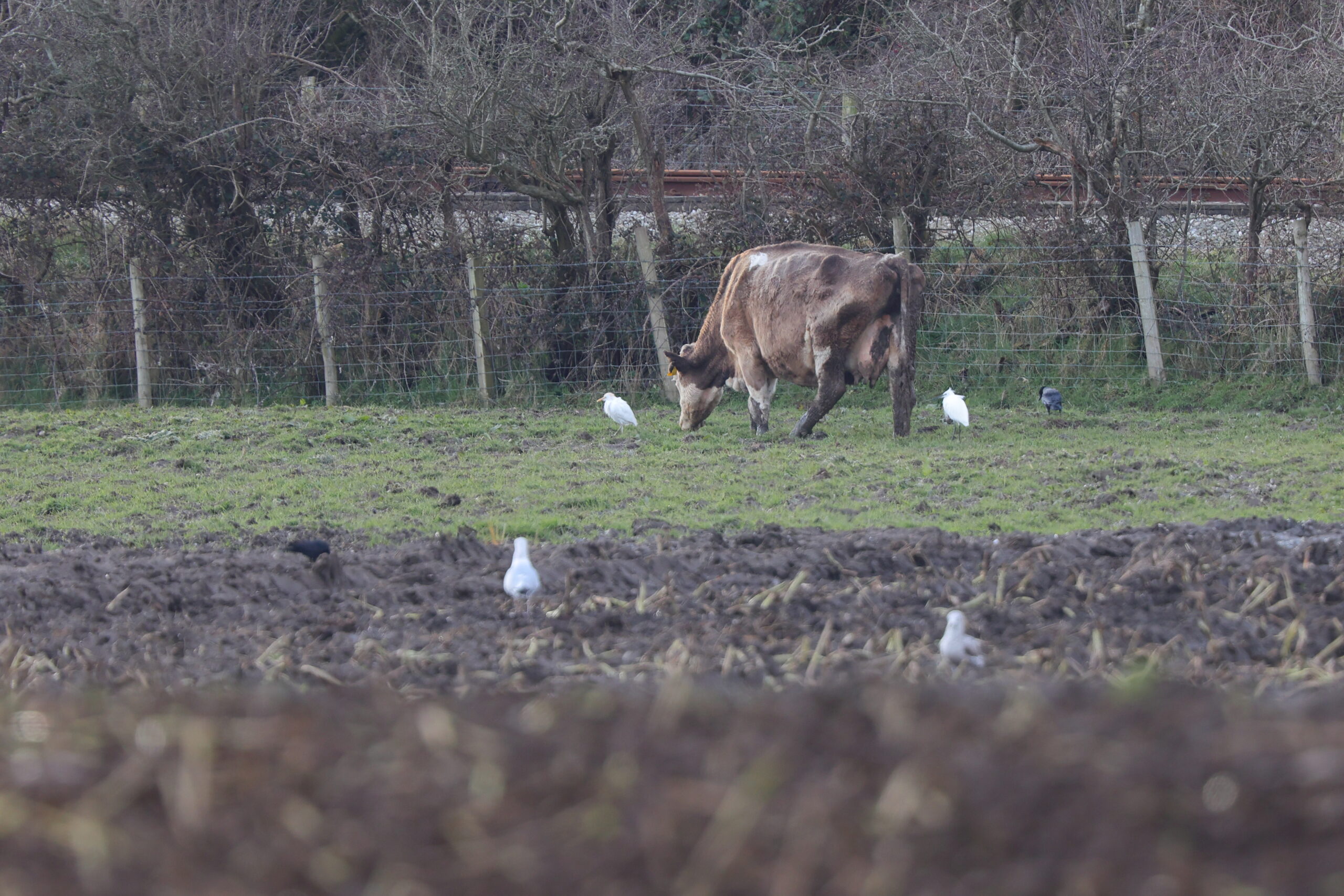Cattle and Little Egrets. Isle of Man, March 2024 © Neil G Morris.
