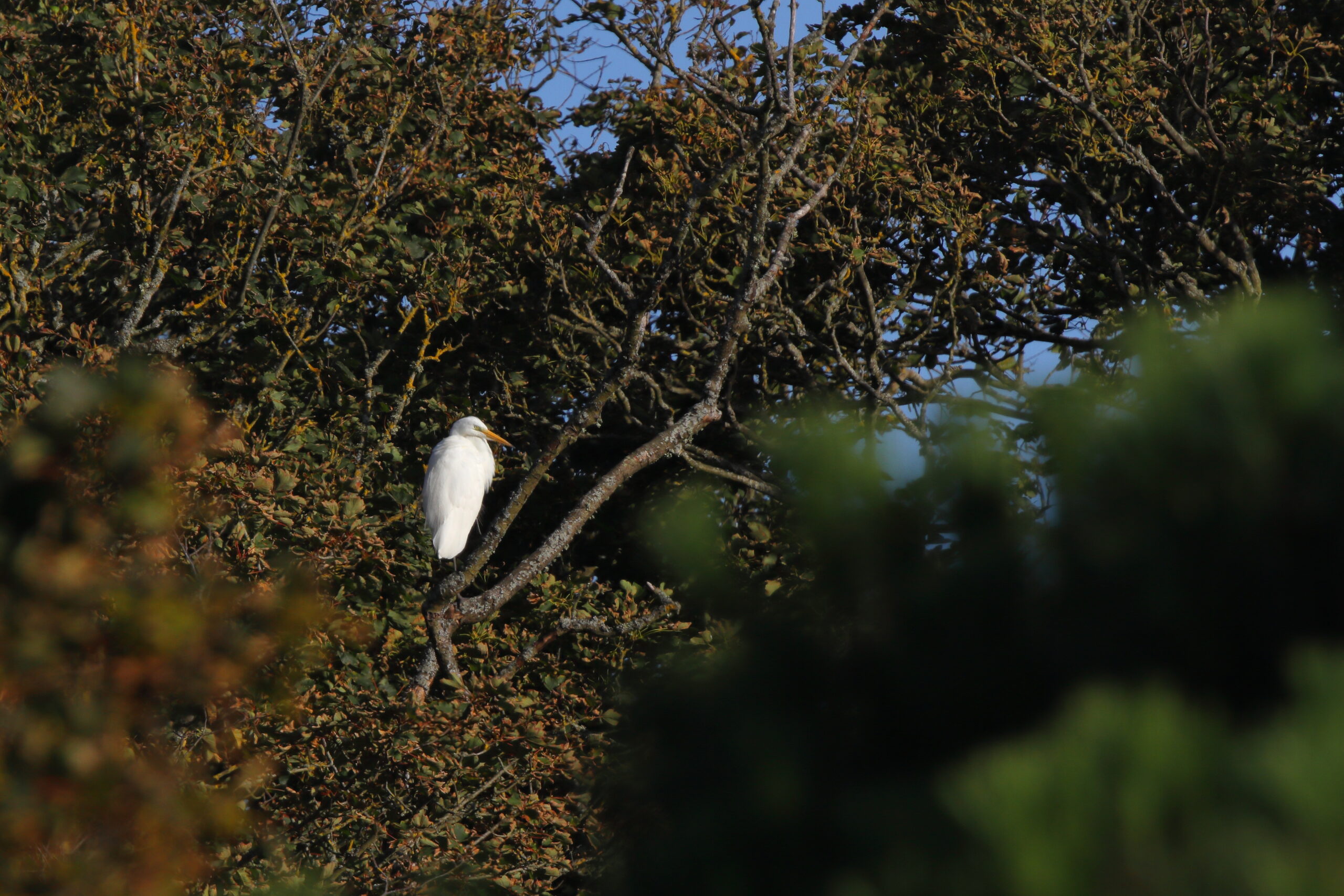 Great White Egret. Isle of Man, August 2020 © Neil G Morris.