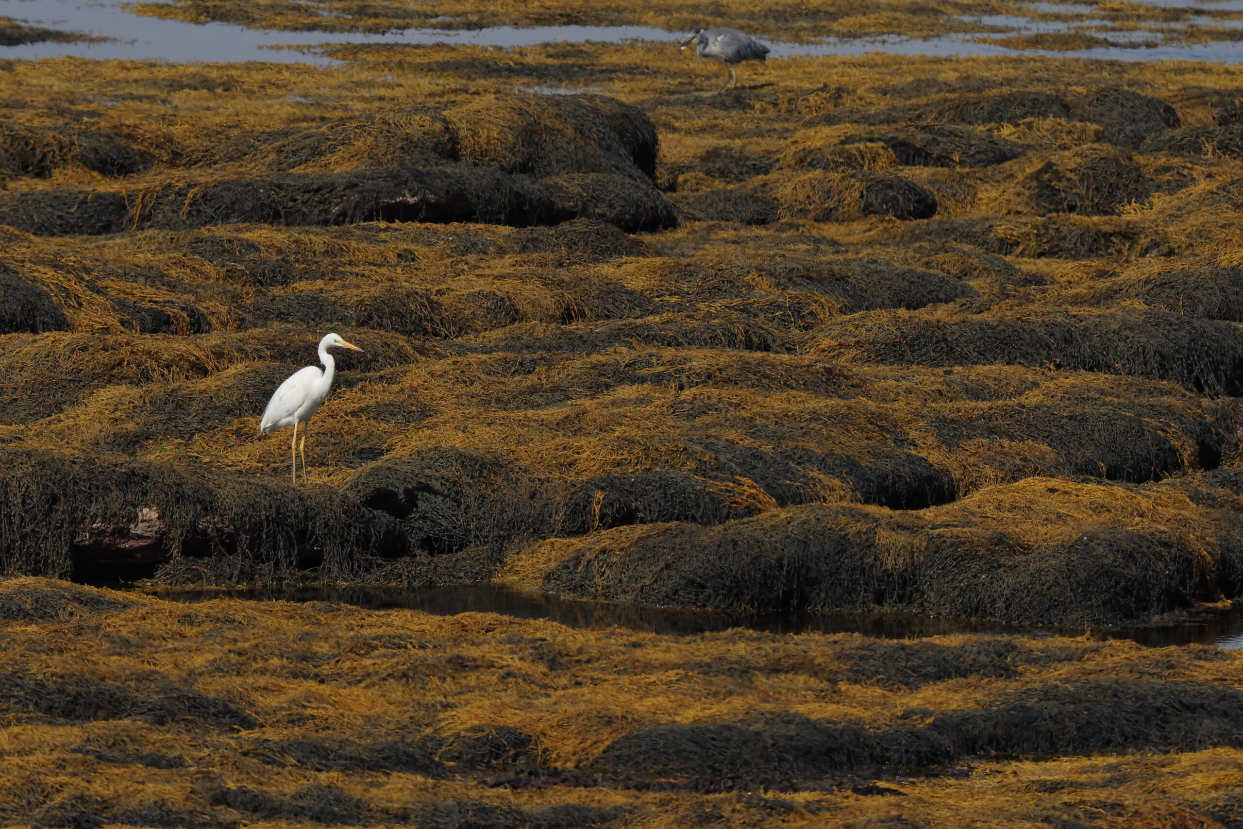 Great White Egret. Isle of Man, August 2022 © Neil G Morris.