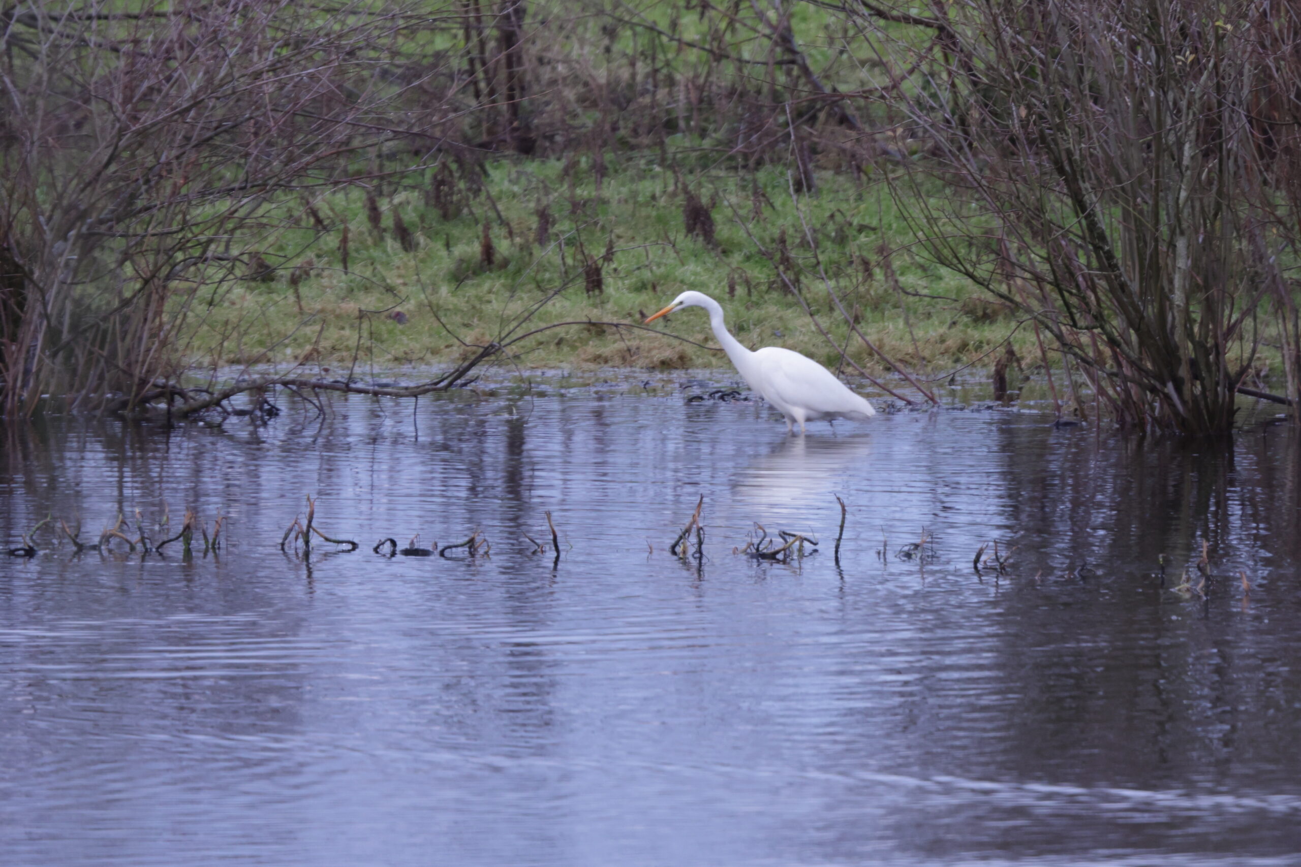 Great White Egret. Isle of Man, December 2023 © Neil G Morris.