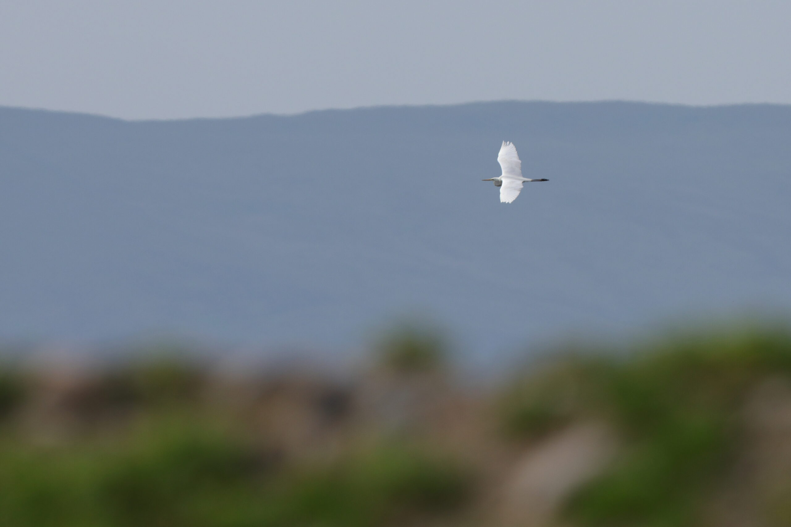 Great White Egret. Isle of Man, May 2024 © Neil G Morris.