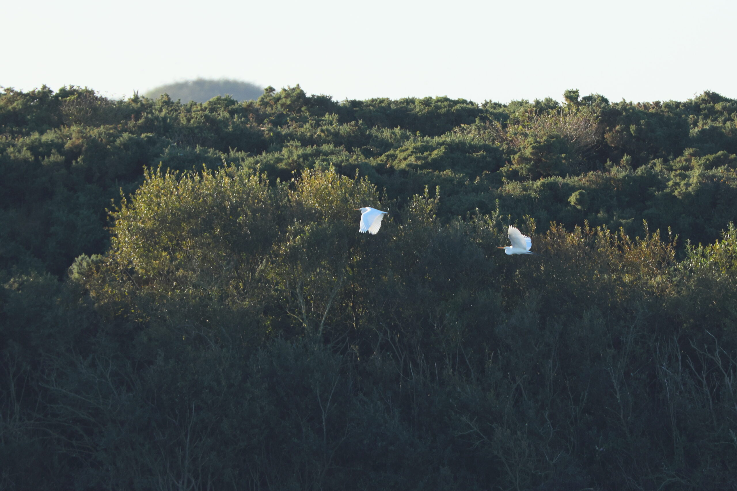 Great White Egret. Isle of Man, September 2024 © Neil G Morris.