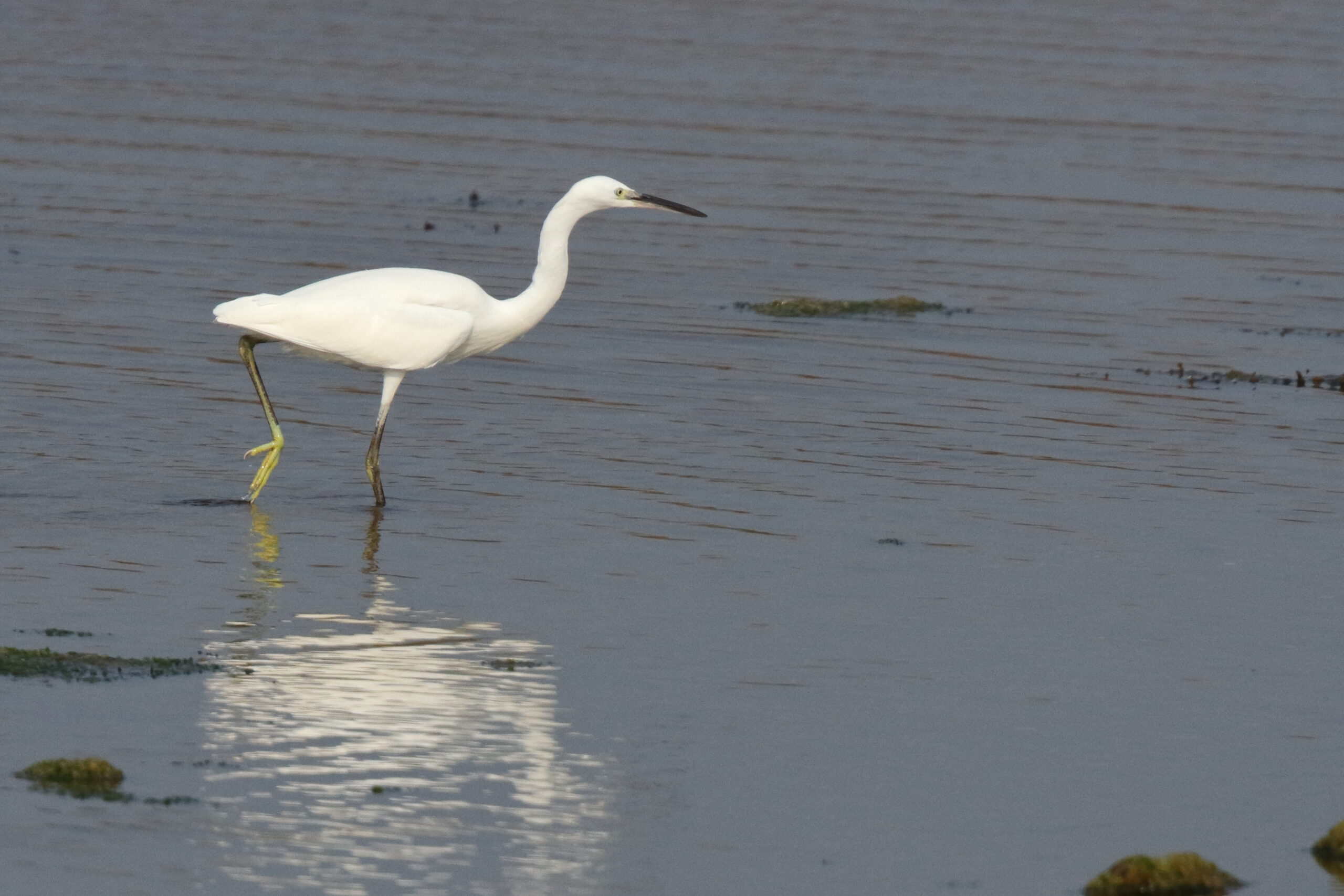 Little Egret. Isle of Man, September 2014 © Neil G. Morris.