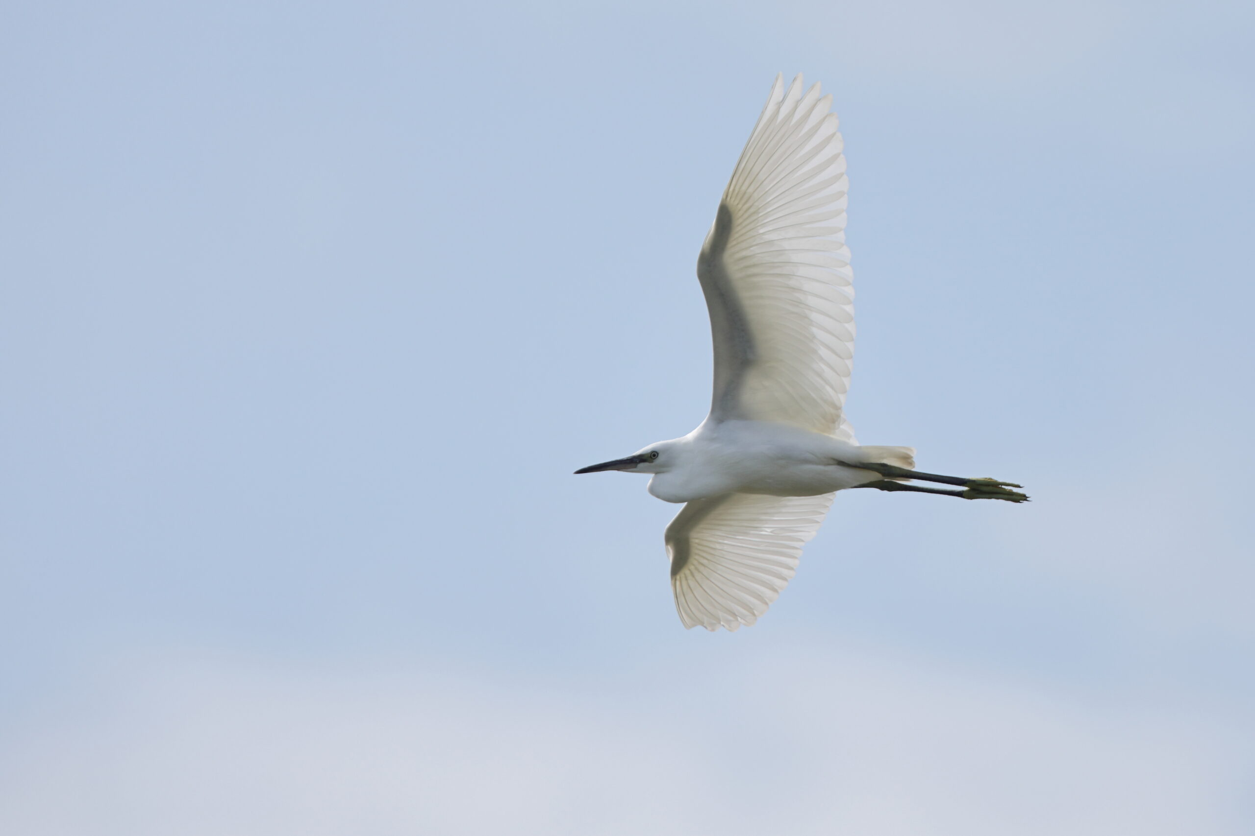 Little Egret. Isle of Man, July 2022 © Neil G Morris.