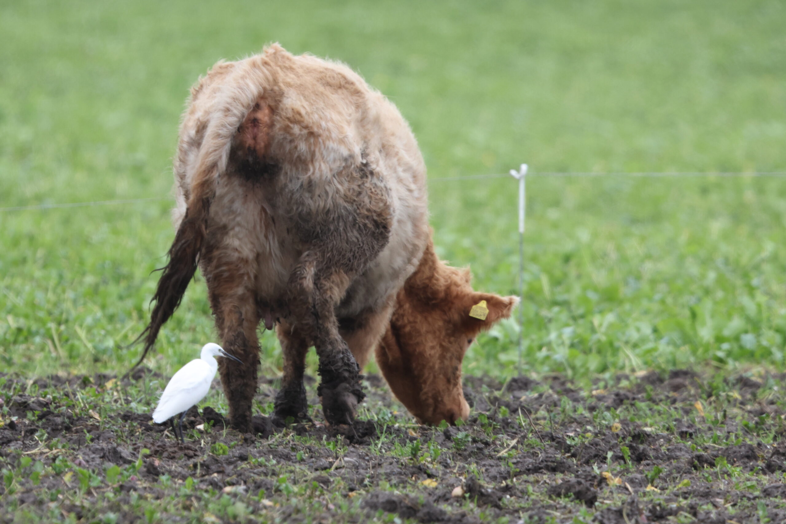Little Egret. Isle of Man, December 2023 © Neil G Morris.