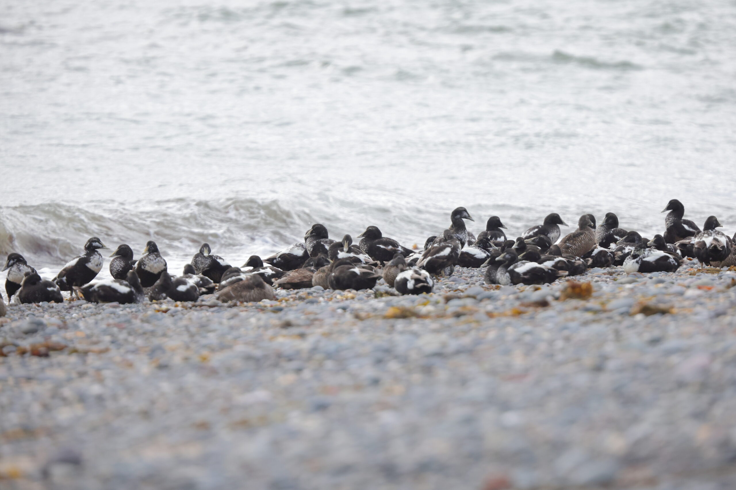 Eider. Isle of Man, July 2023 © Neil G Morris.