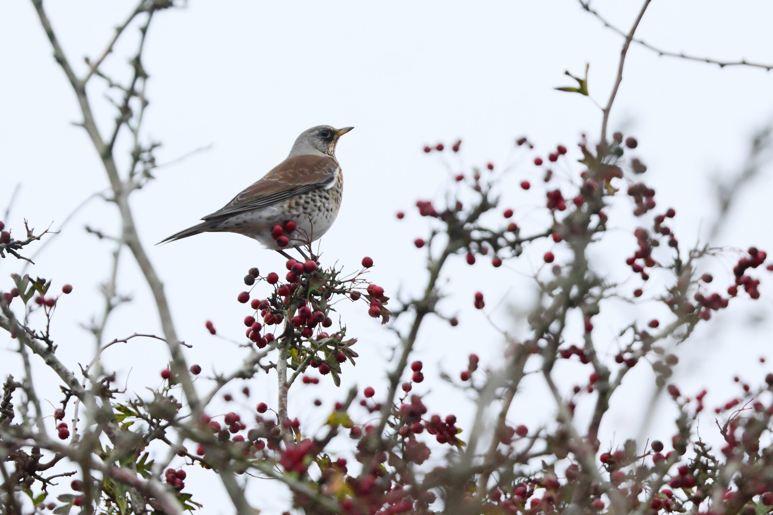 Fieldfare. Isle of Man, October 2024 © Neil G Morris.