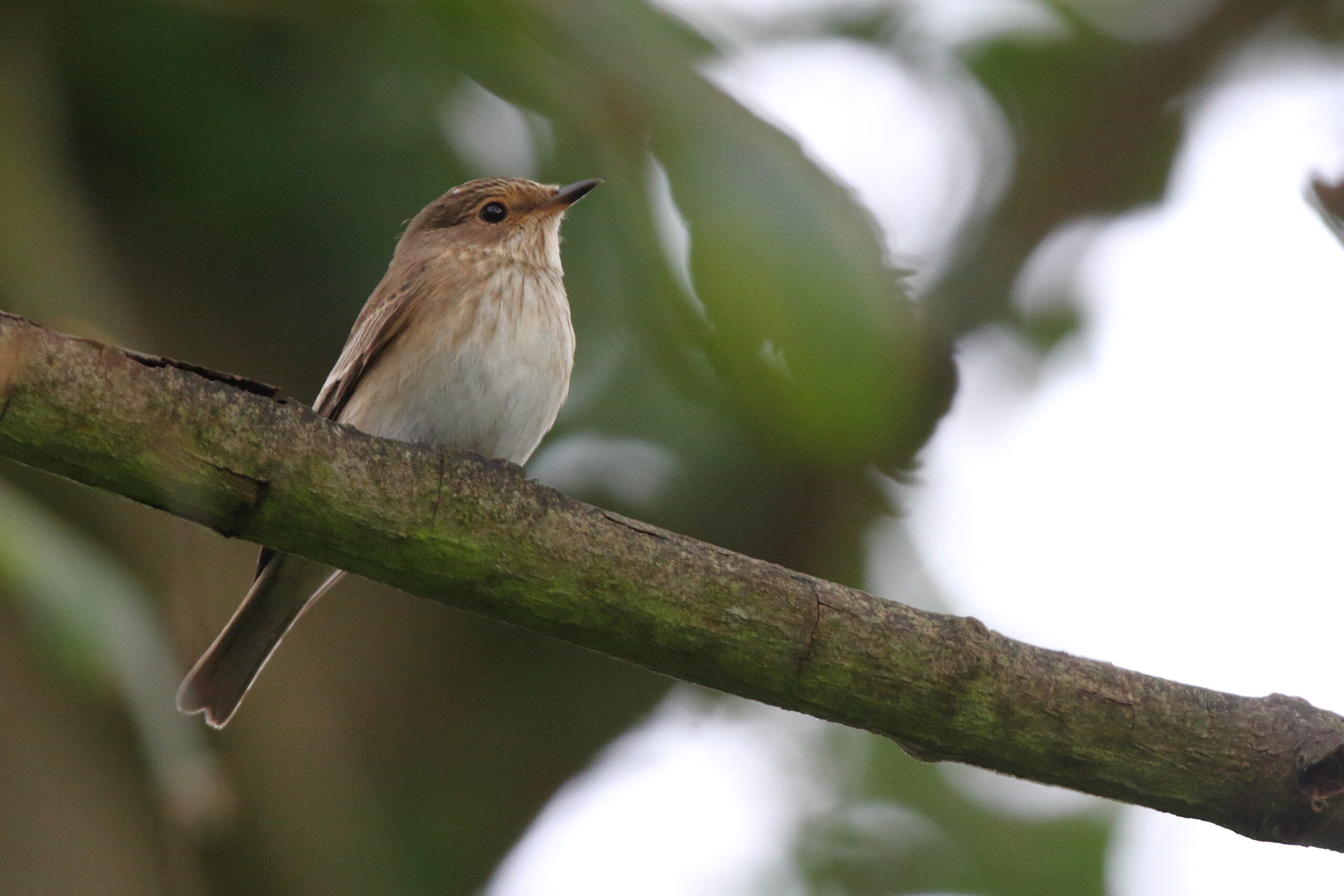 Spotted Flycatcher. Isle of Man, October 2019 © Neil G Morris.