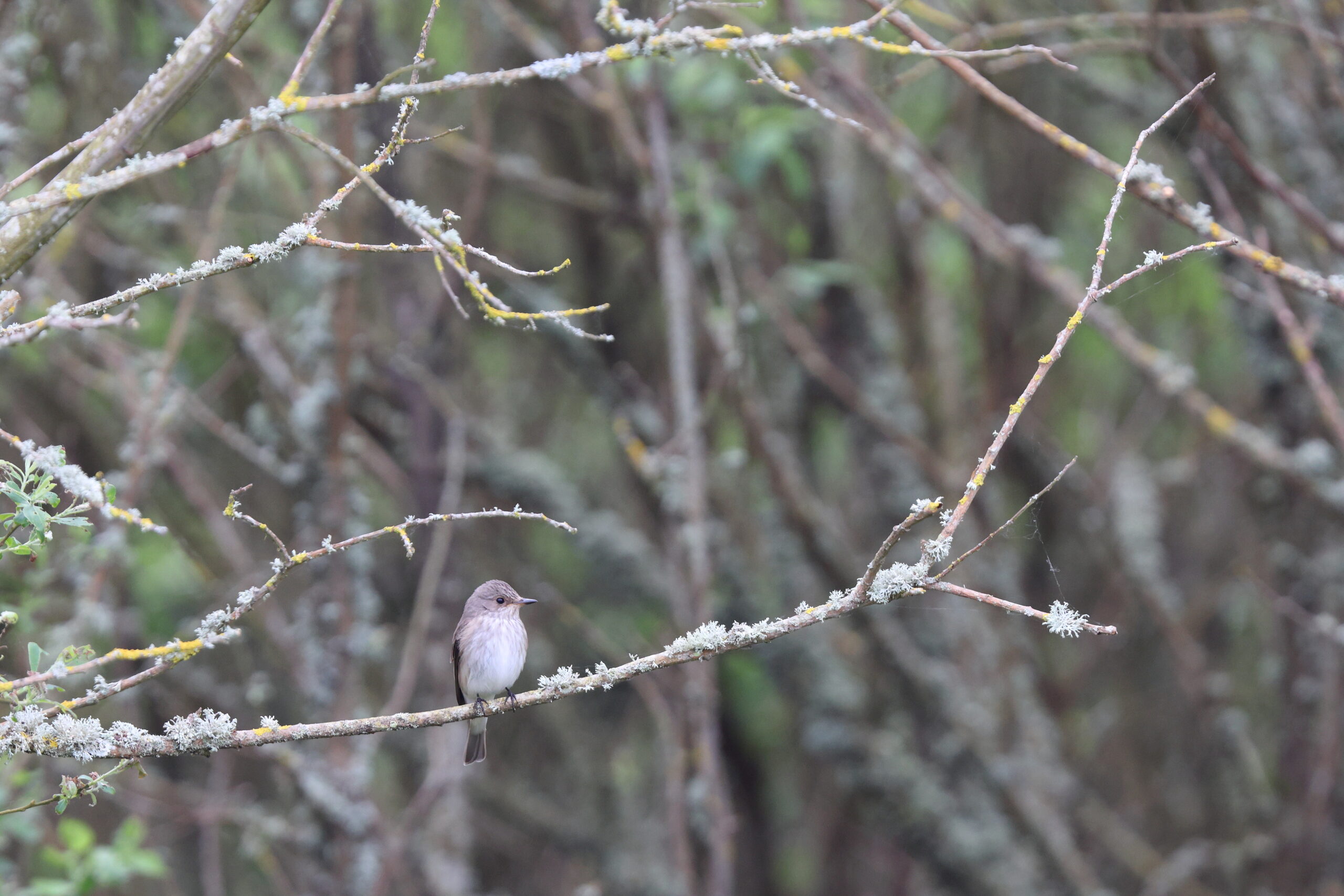 Spotted Flycatcher. Isle of Man, May 2024 © Neil G Morris.