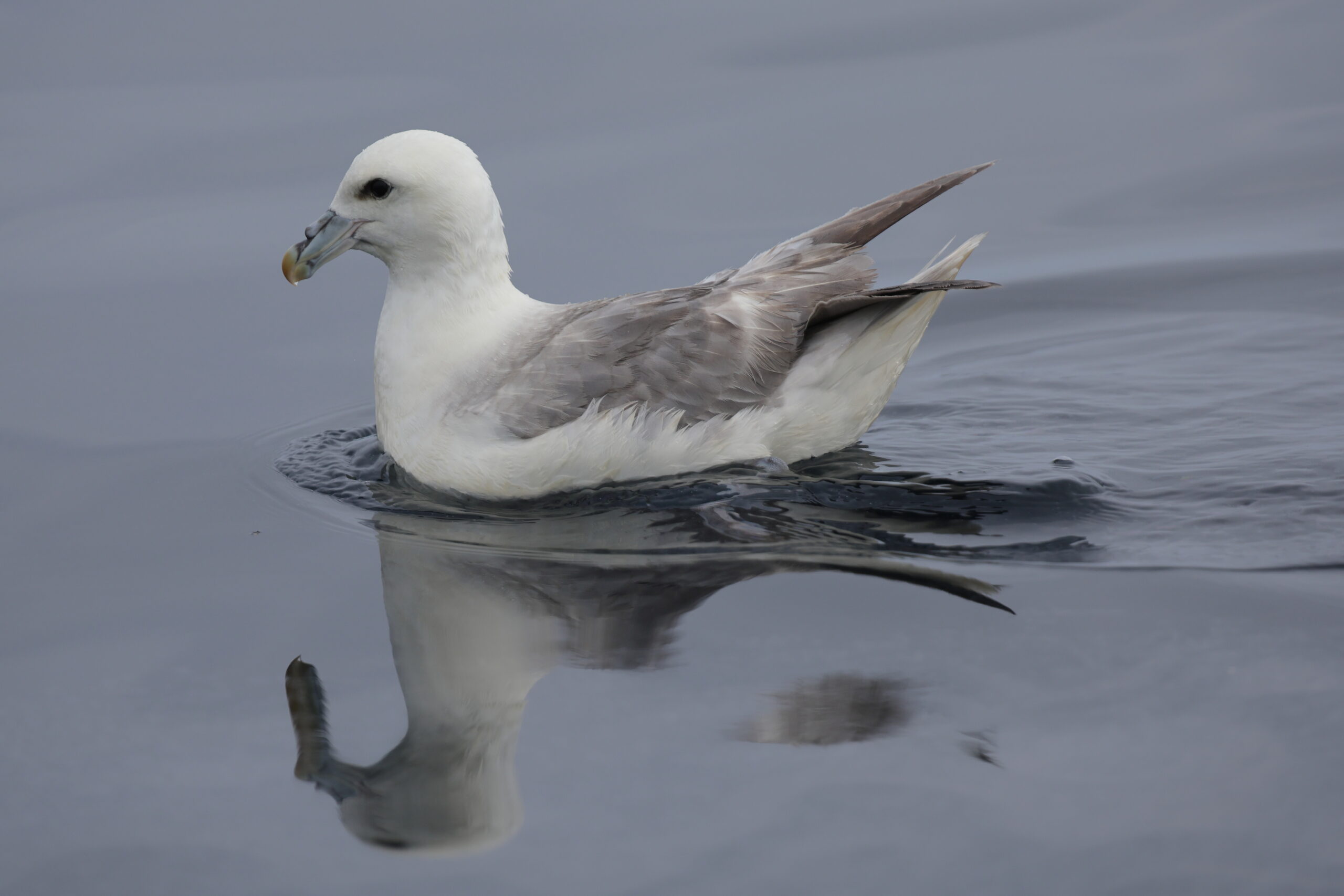 Fulmar. Isle of Man, June 2022 © Neil G Morris.