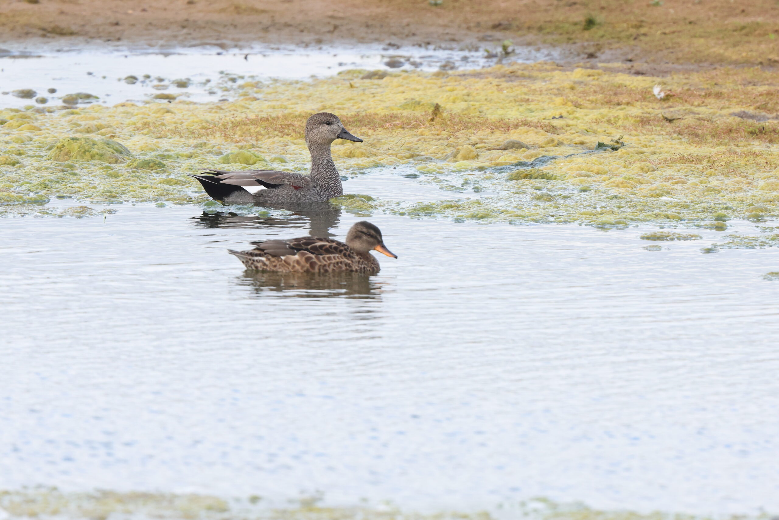 Gadwall. Isle of Man, August 2023 © Neil G Morris.
