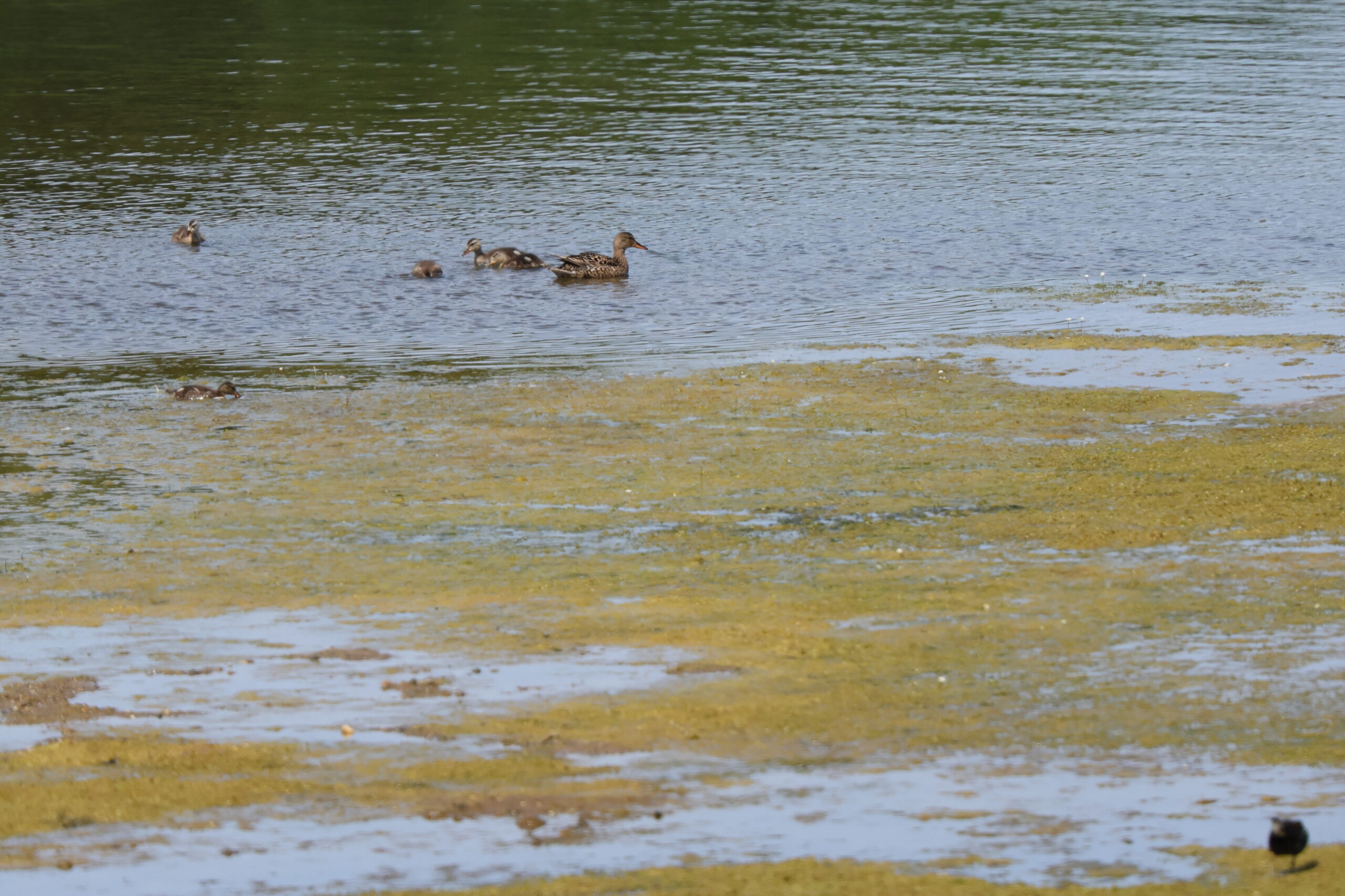 Gadwall. Isle of Man, July 2024 © Neil G Morris.