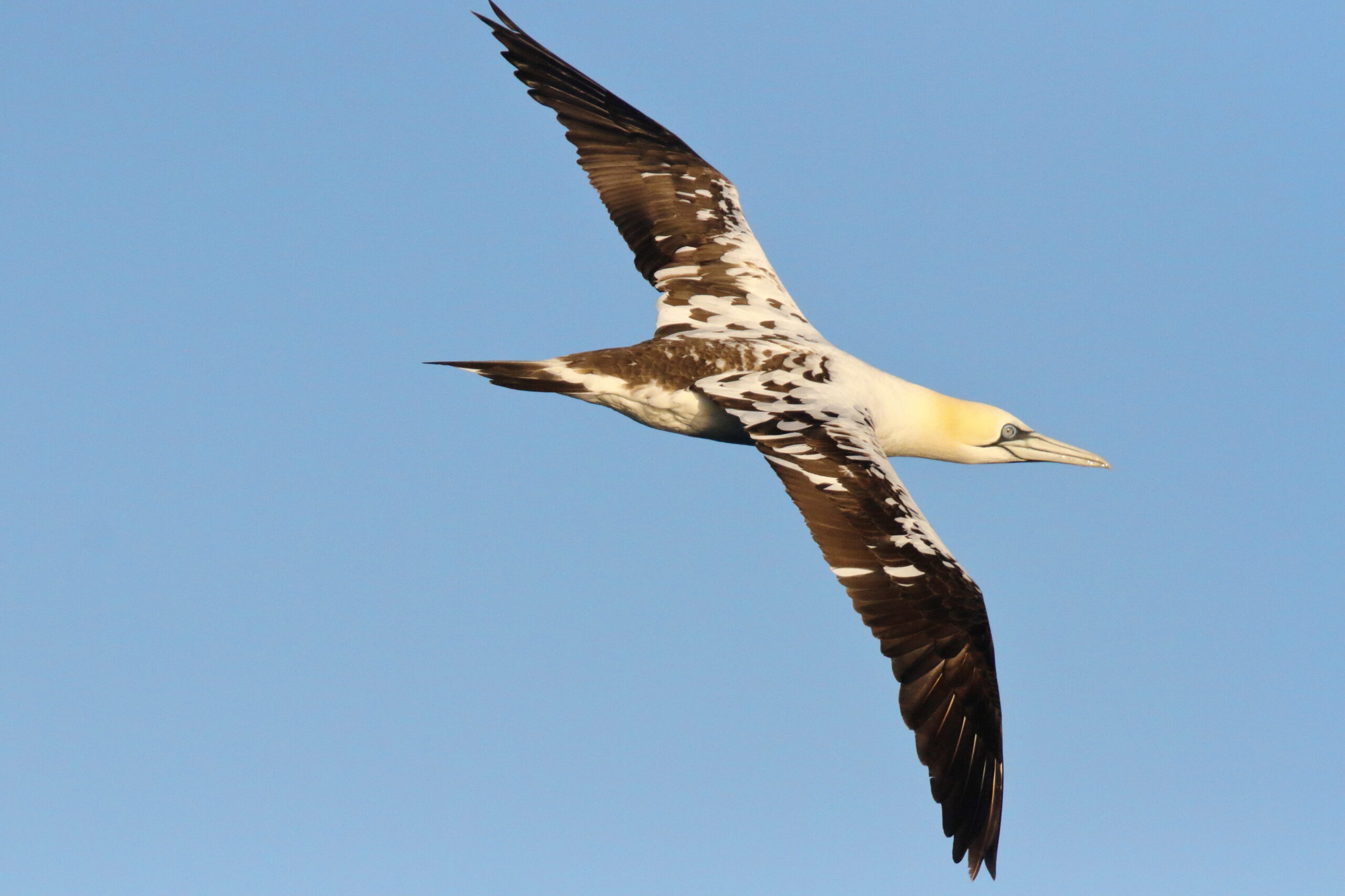 Gannet. Isle of Man, June 2018 © Neil G Morris.