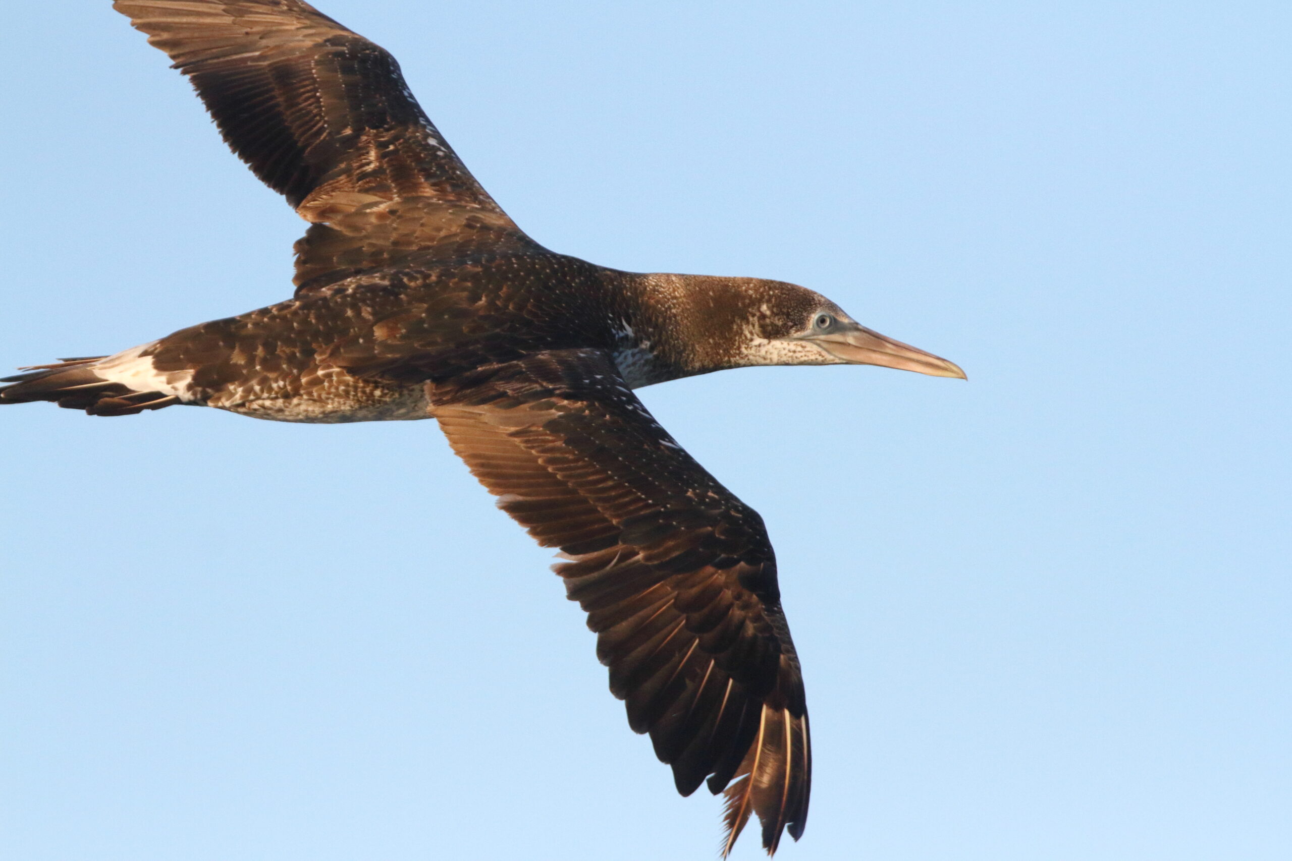Gannet. Isle of Man, June 2018 © Neil G Morris.