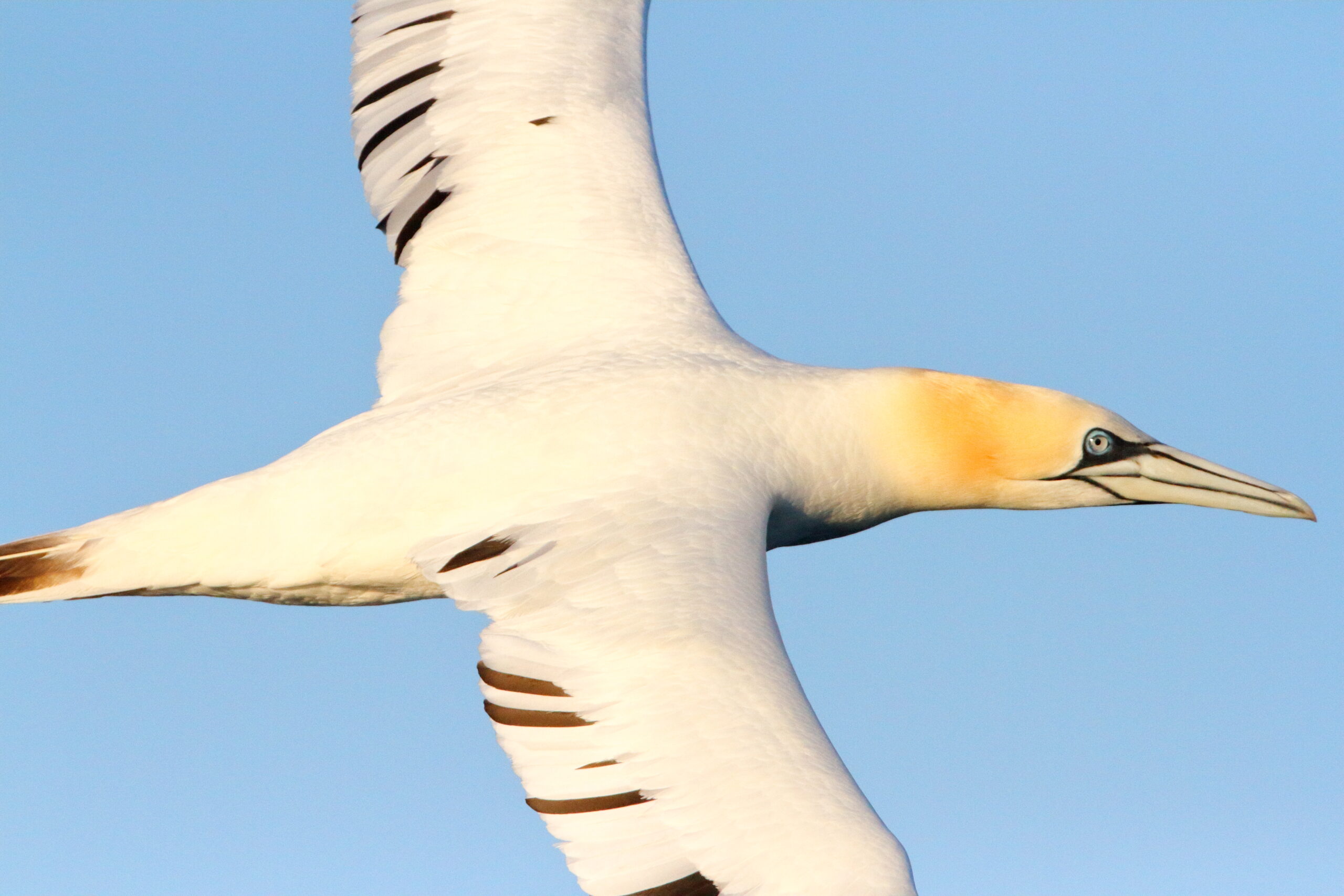 Gannet. Isle of Man, June 2018 © Neil G Morris.