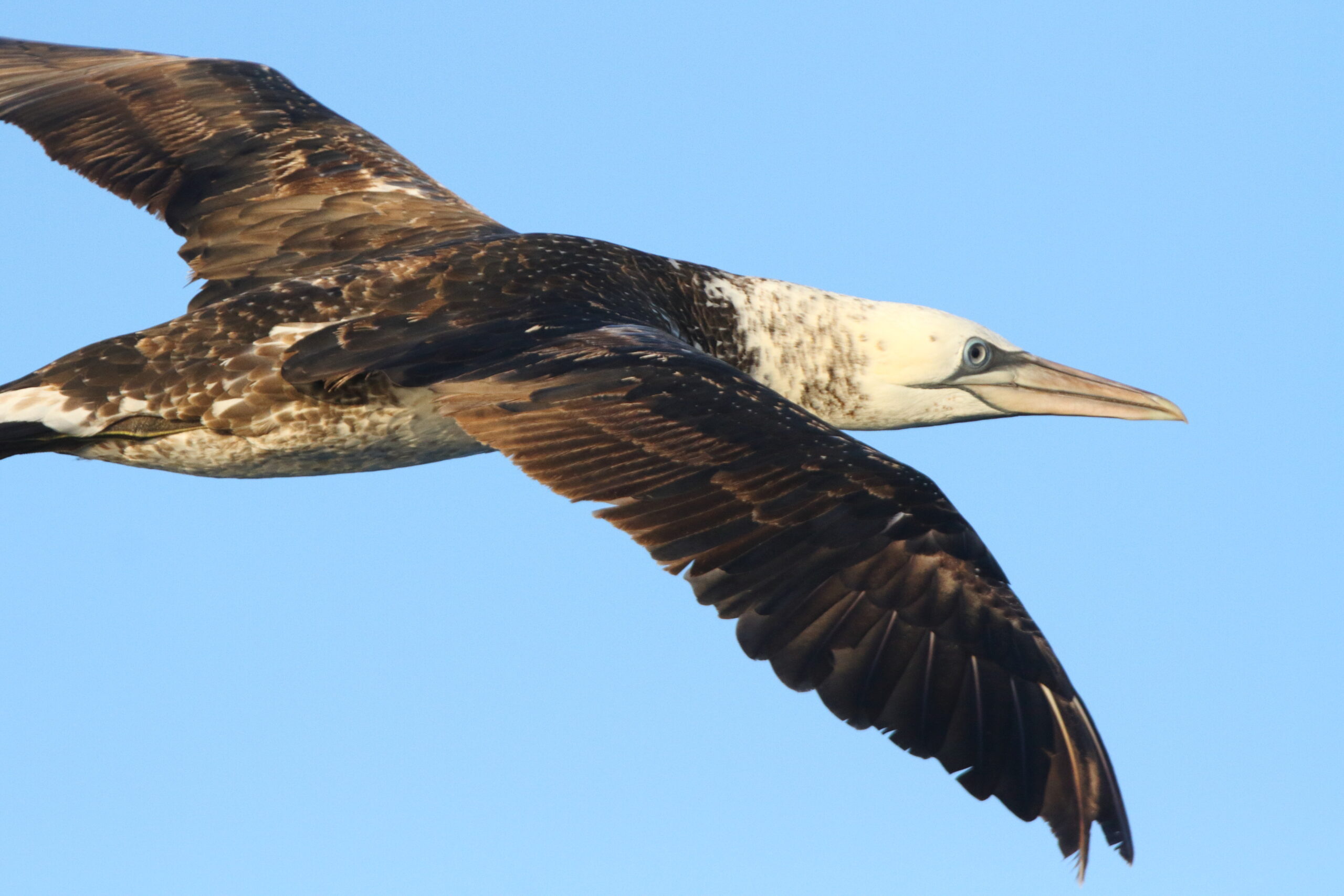Gannet. Isle of Man, June 2018 © Neil G Morris.
