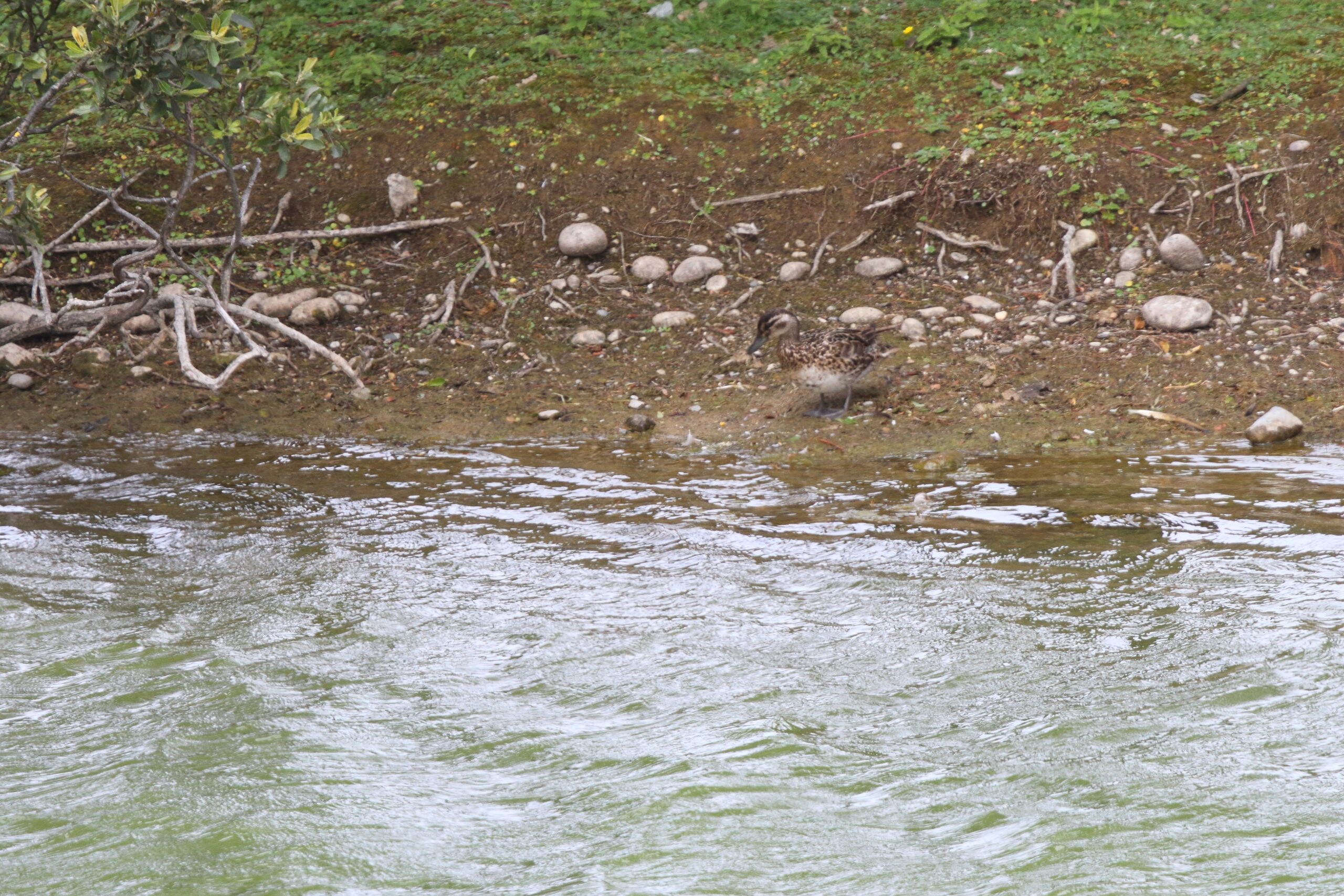 Garganey. Isle of Man, August 2020 © Neil G Morris.