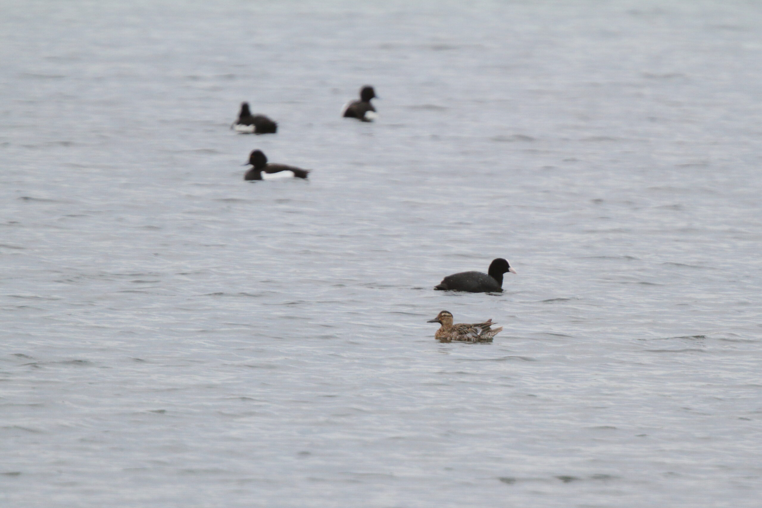 Garganey. Isle of Man, June 2022 © Neil G Morris.