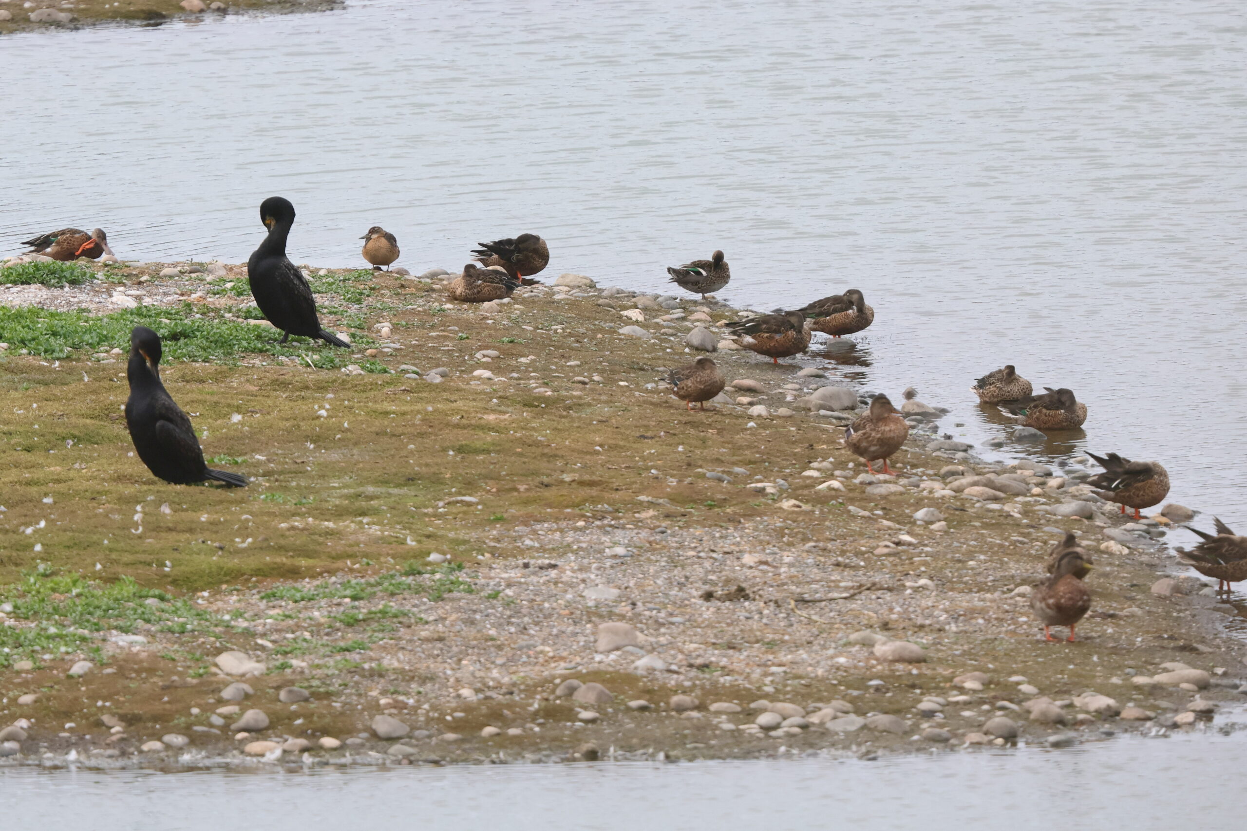 Garganey. Isle of Man, August 2024 © Neil G Morris.