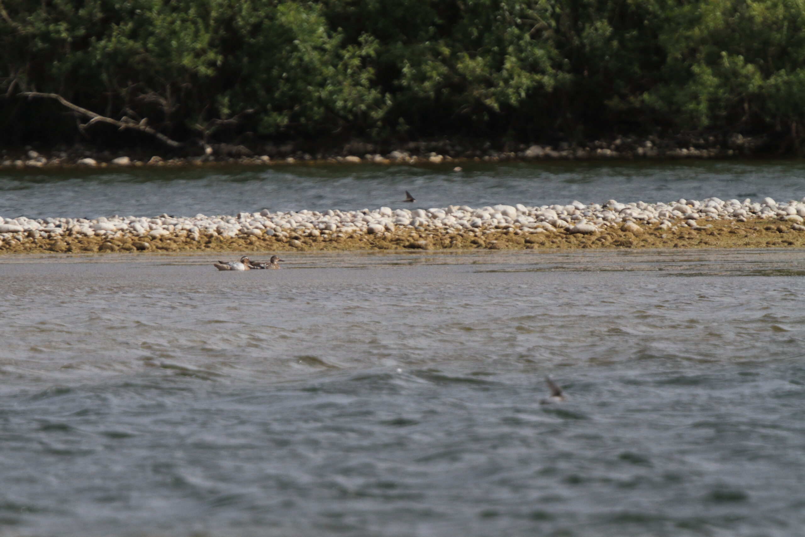 Garganey. Isle of Man, June 2022 © Neil G Morris.