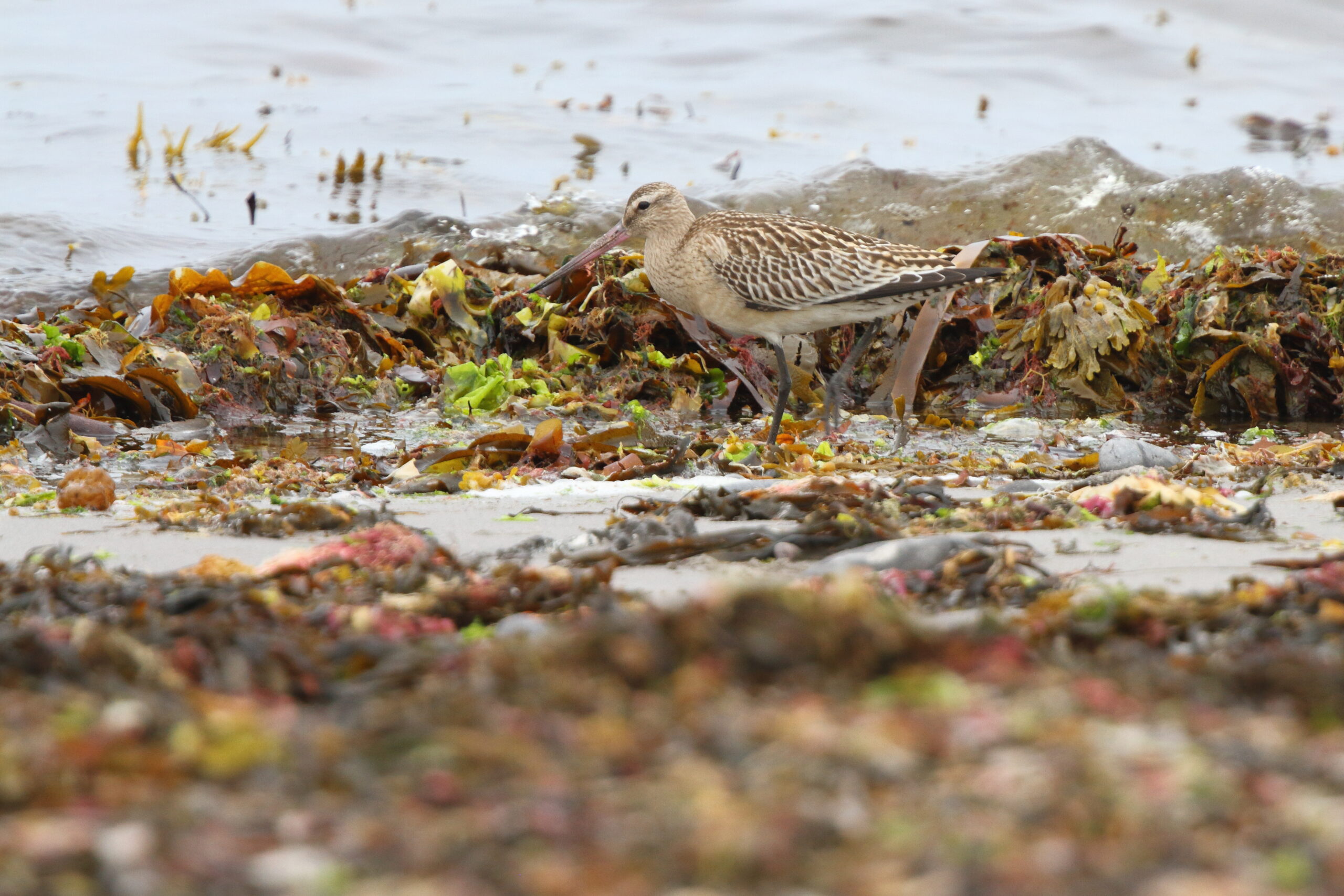 Bar-tailed Godwit. Isle of Man, August 2021 © Neil G Morris.