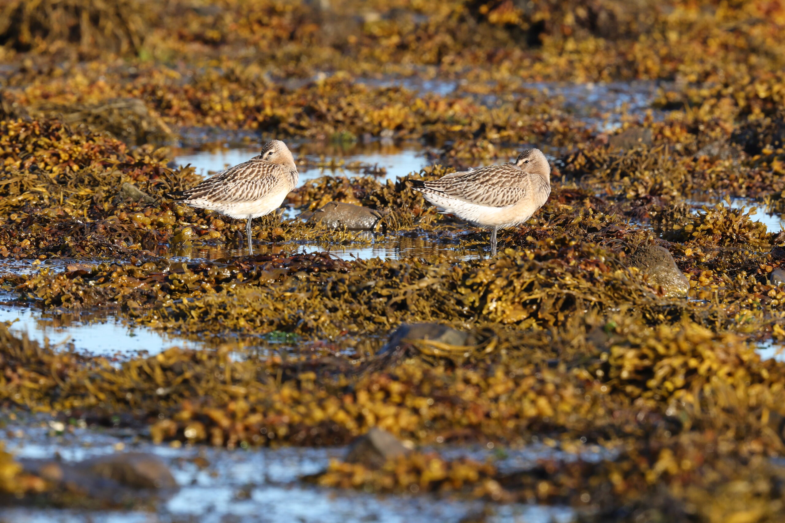 Bar-tailed Godwit. Isle of Man, August 2022 © Neil G Morris.