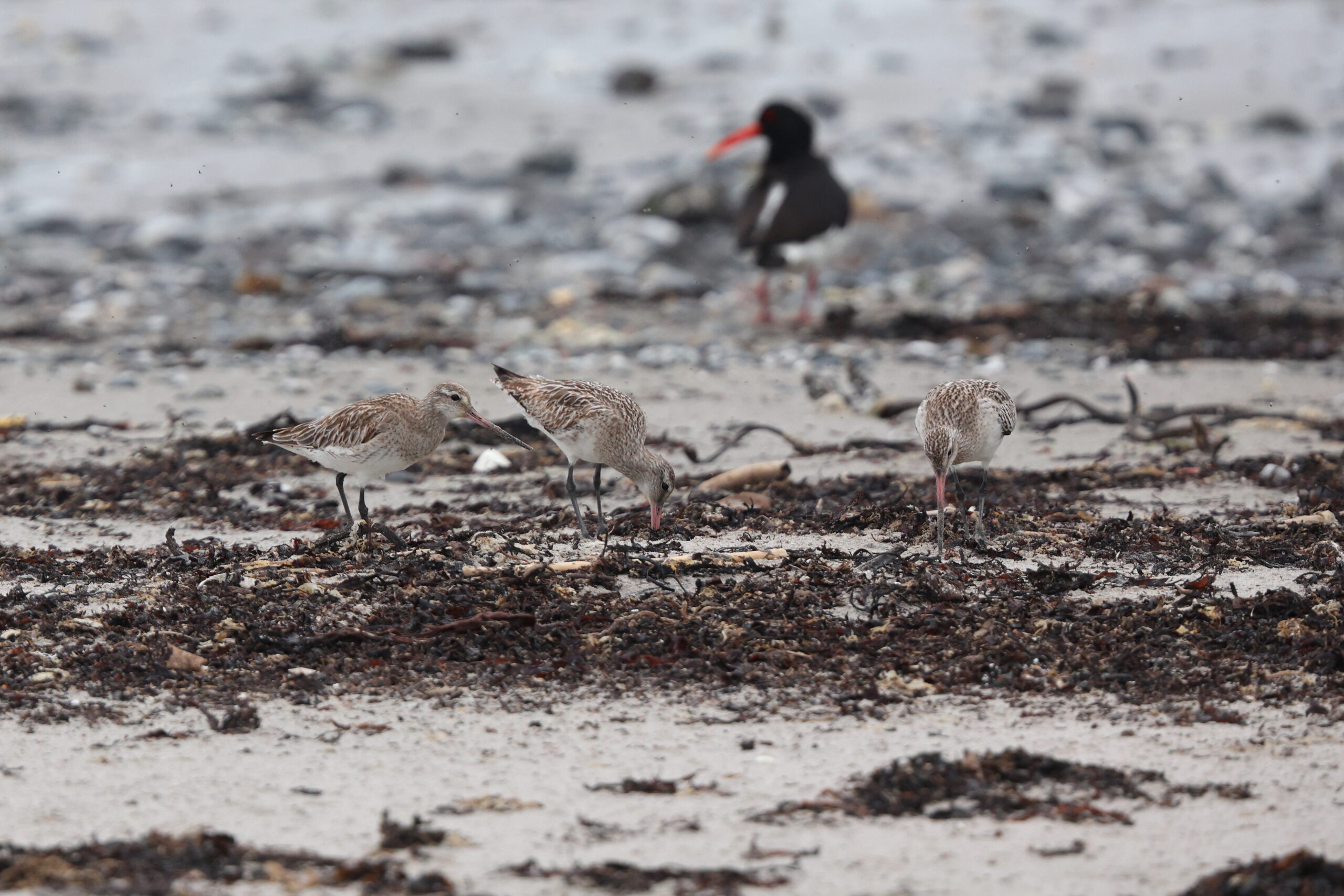 Bar-tailed Godwit. Isle of Man, May 2024 © Neil G Morris.