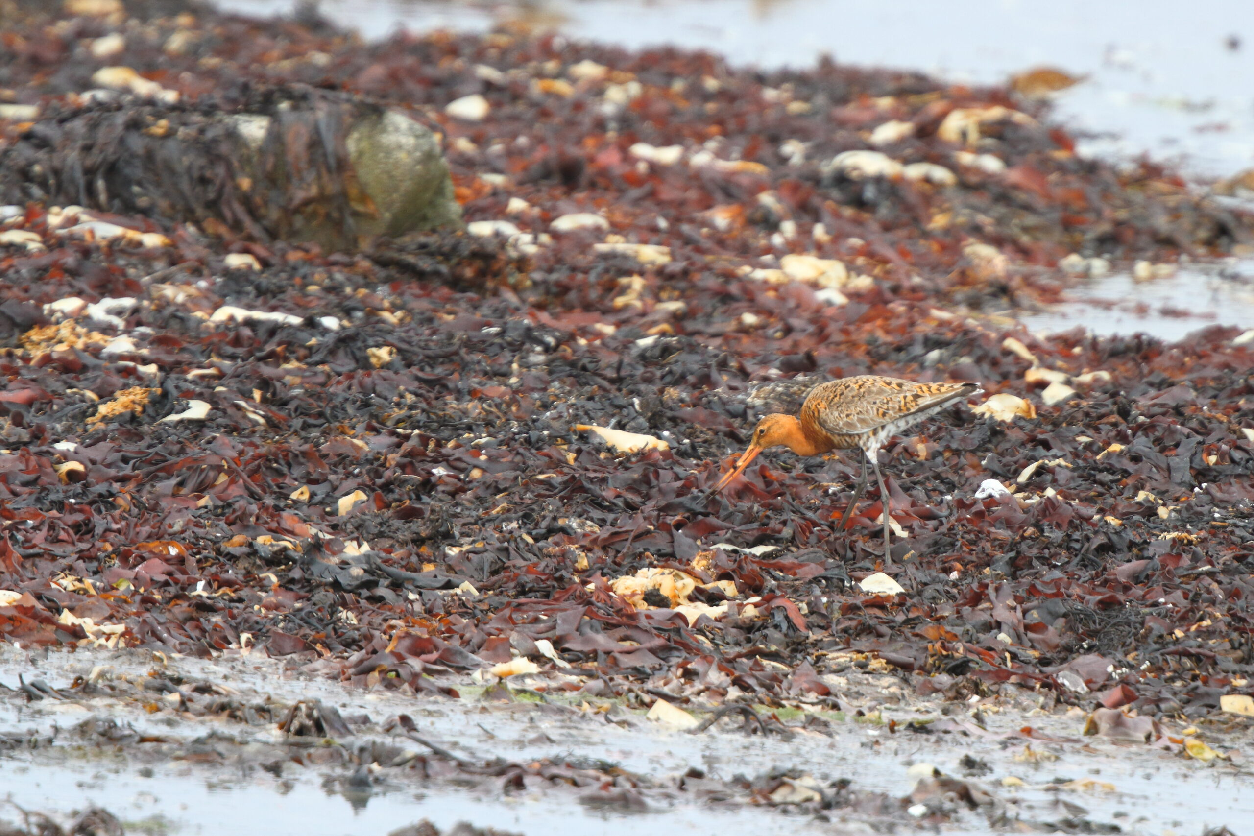 Black-tailed Godwit. Isle of Man, May 2021 © Neil G Morris.