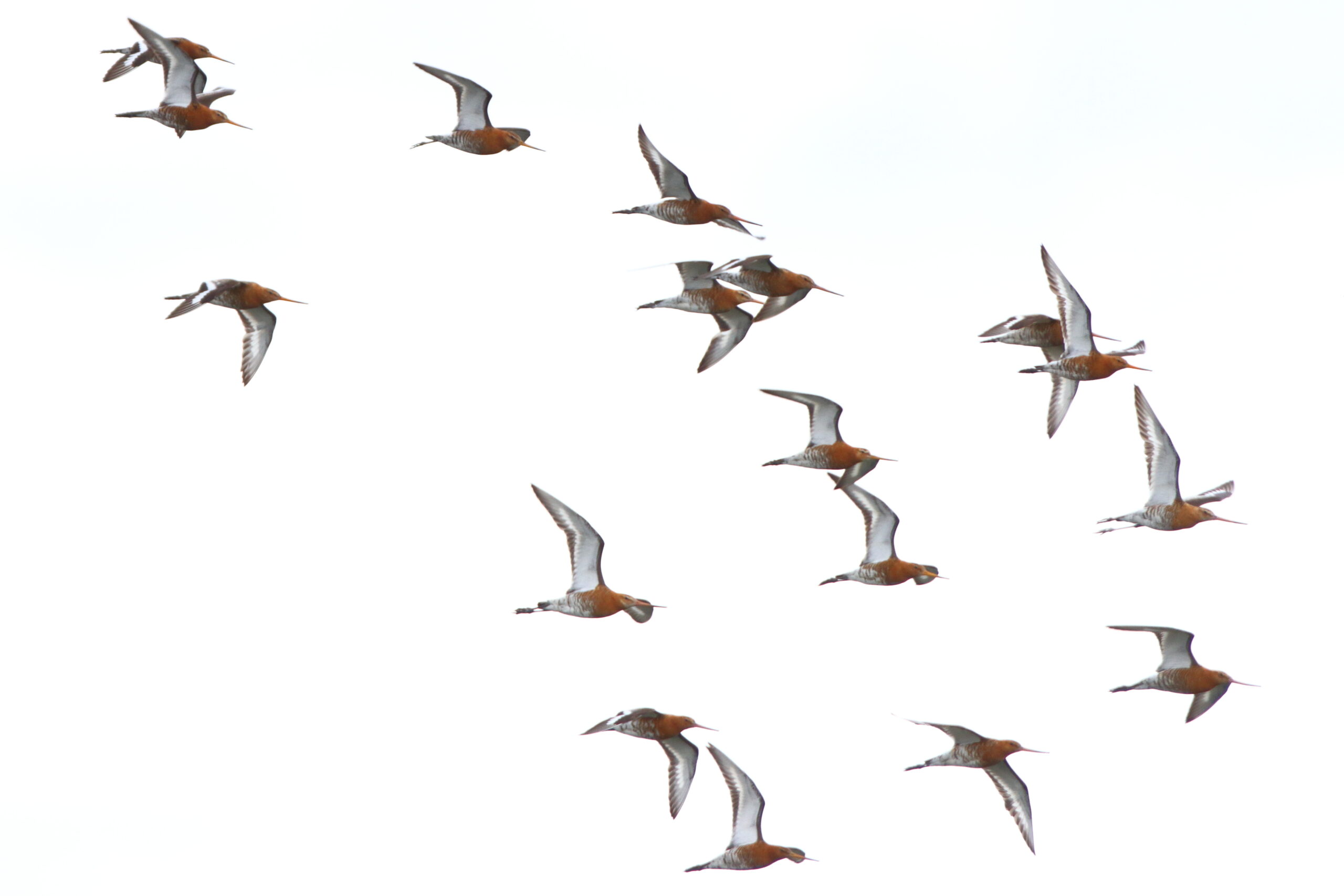 Black-tailed Godwit. Isle of Man, June 2021 © Neil G Morris.
