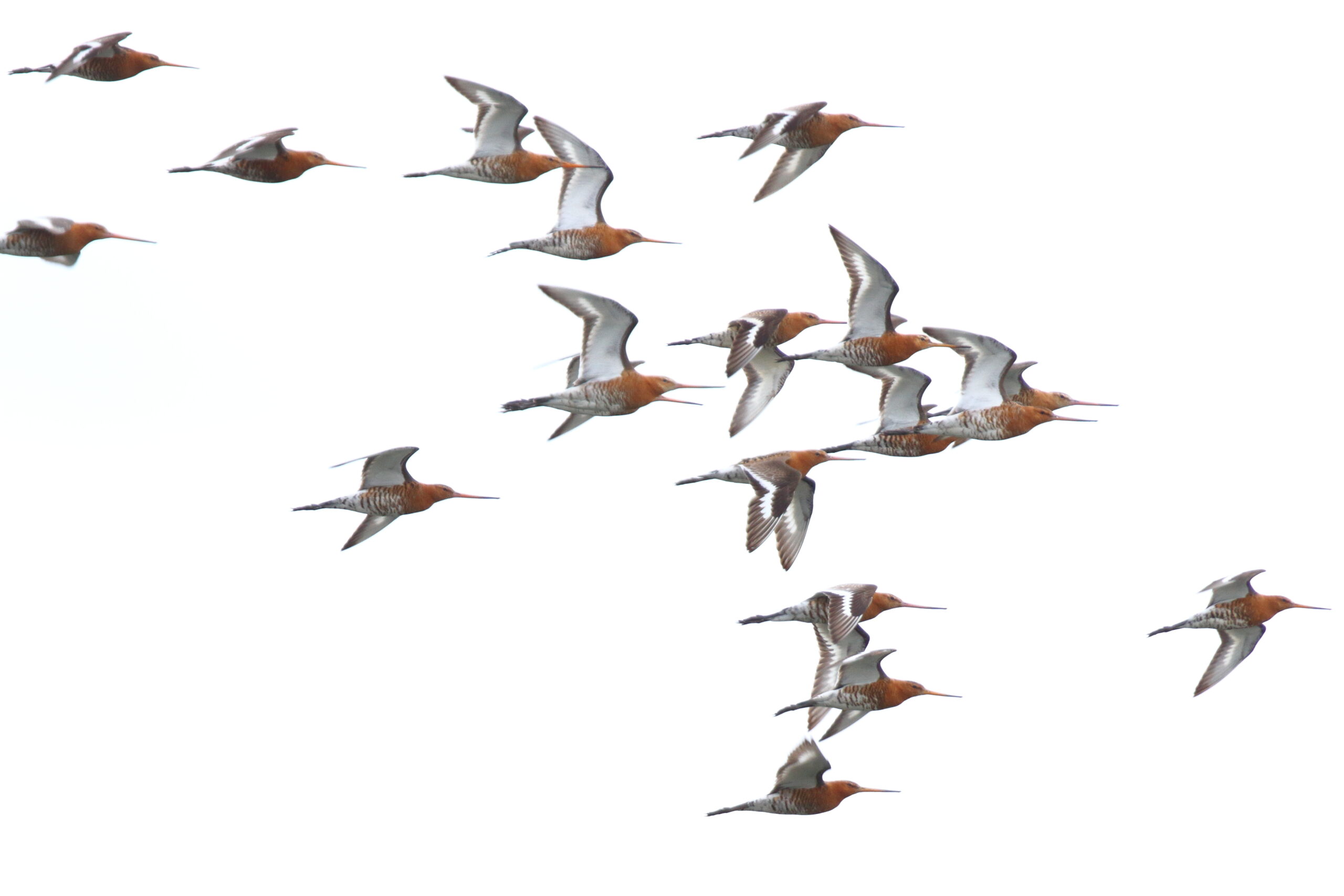 Black-tailed Godwit. Isle of Man, July 2021 © Neil G Morris.