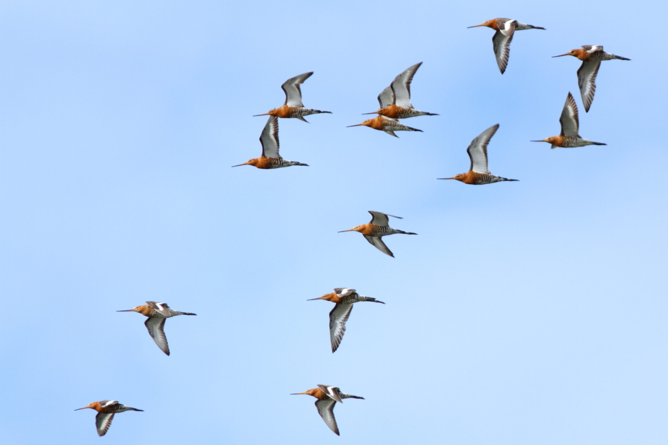 Black-tailed Godwit. Isle of Man, July 2021 © Neil G Morris.