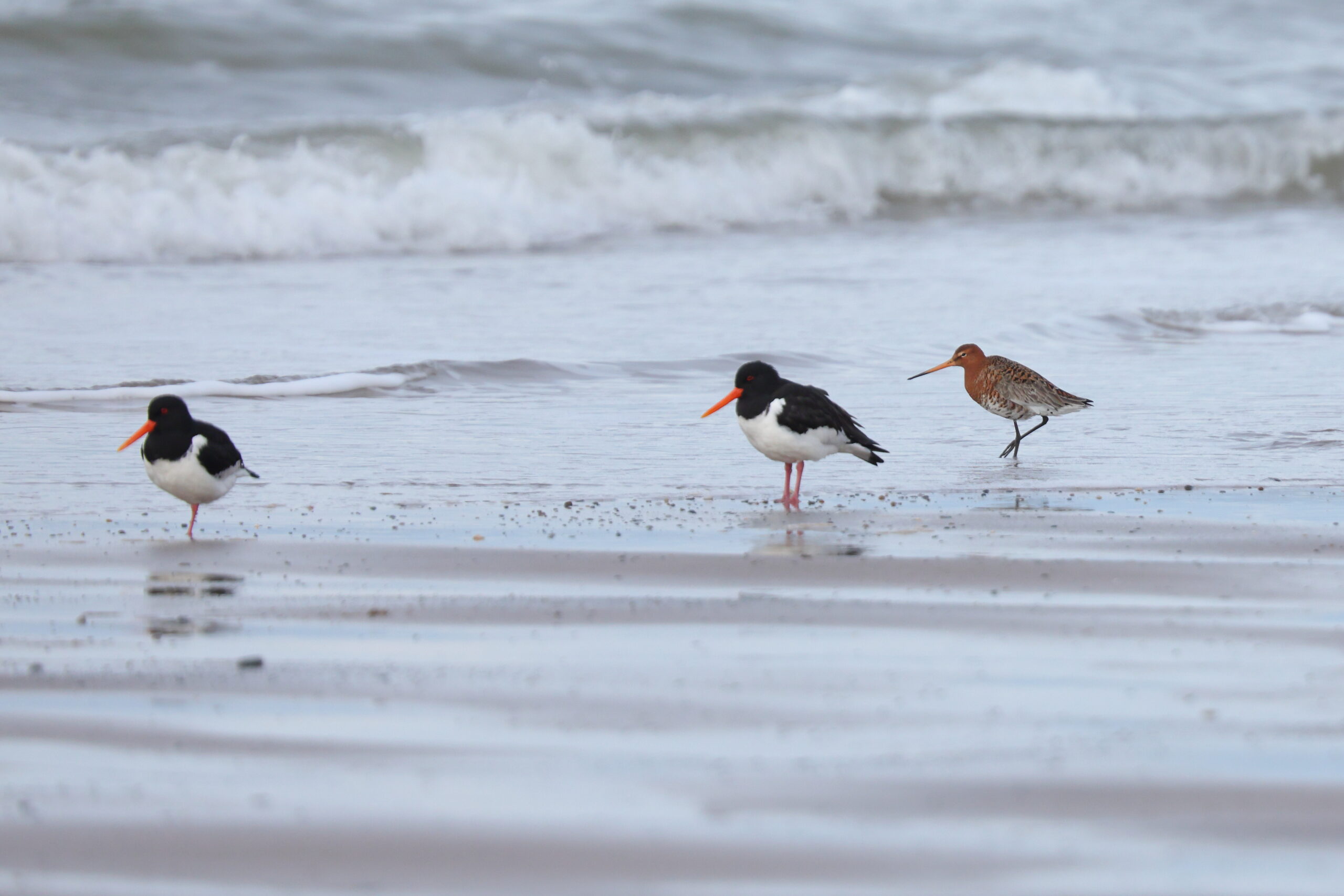 Black-tailed Godwit. Isle of Man, March 2024 © Neil G Morris.
