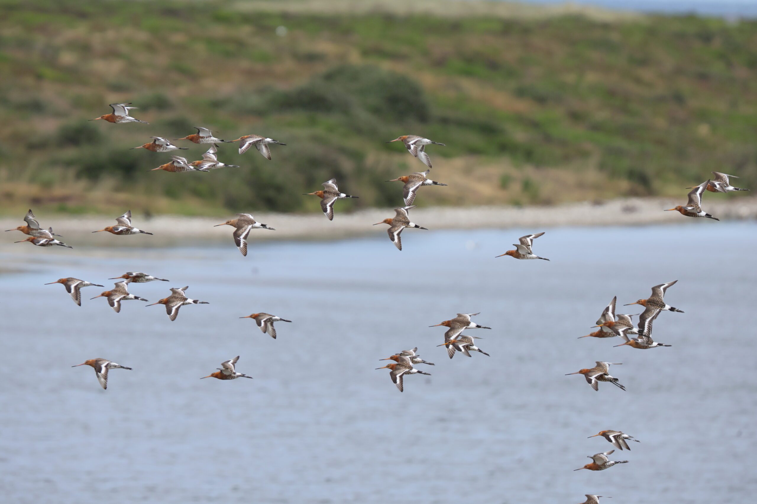 Black-tailed Godwit. Isle of Man, June 2024 © Neil G Morris.