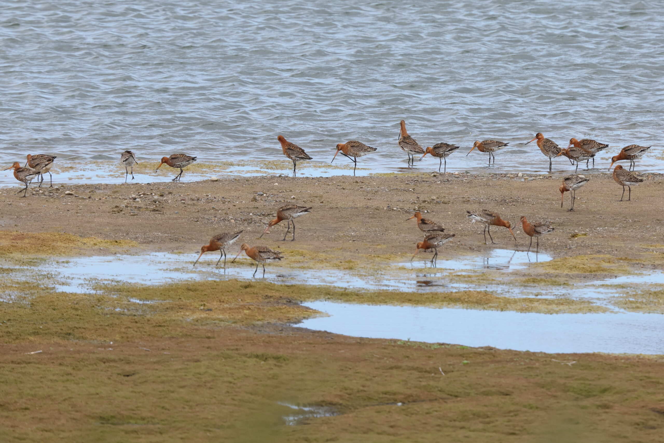 Black-tailed Godwit. Isle of Man, June 2024 © Neil G Morris.