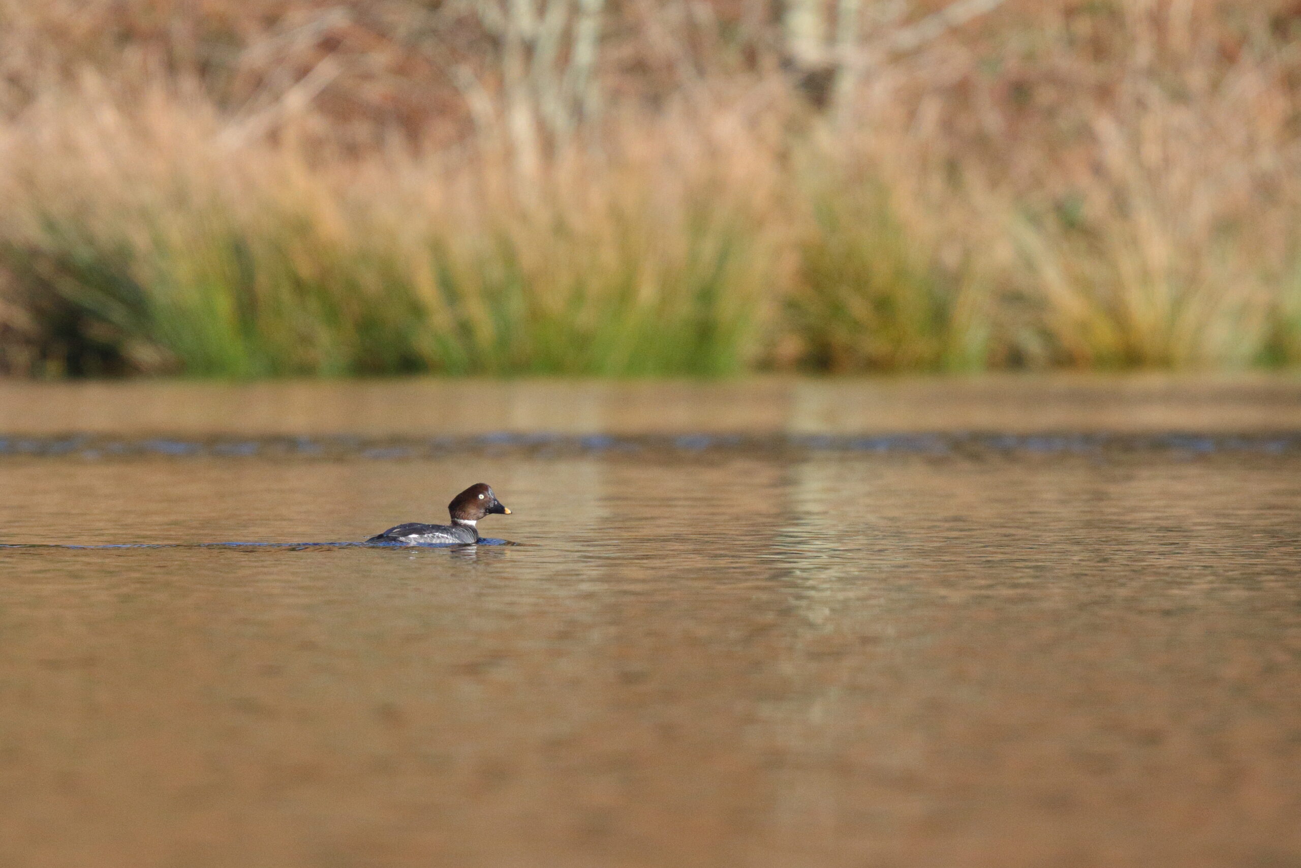 Goldeneye. Isle of Man, January 2015 © Neil G. Morris.