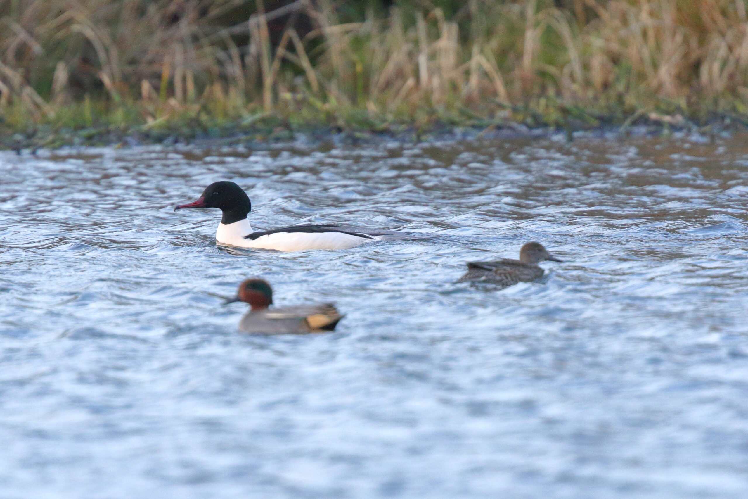 Goosander. Isle of Man, January 2015 © Neil G. Morris.