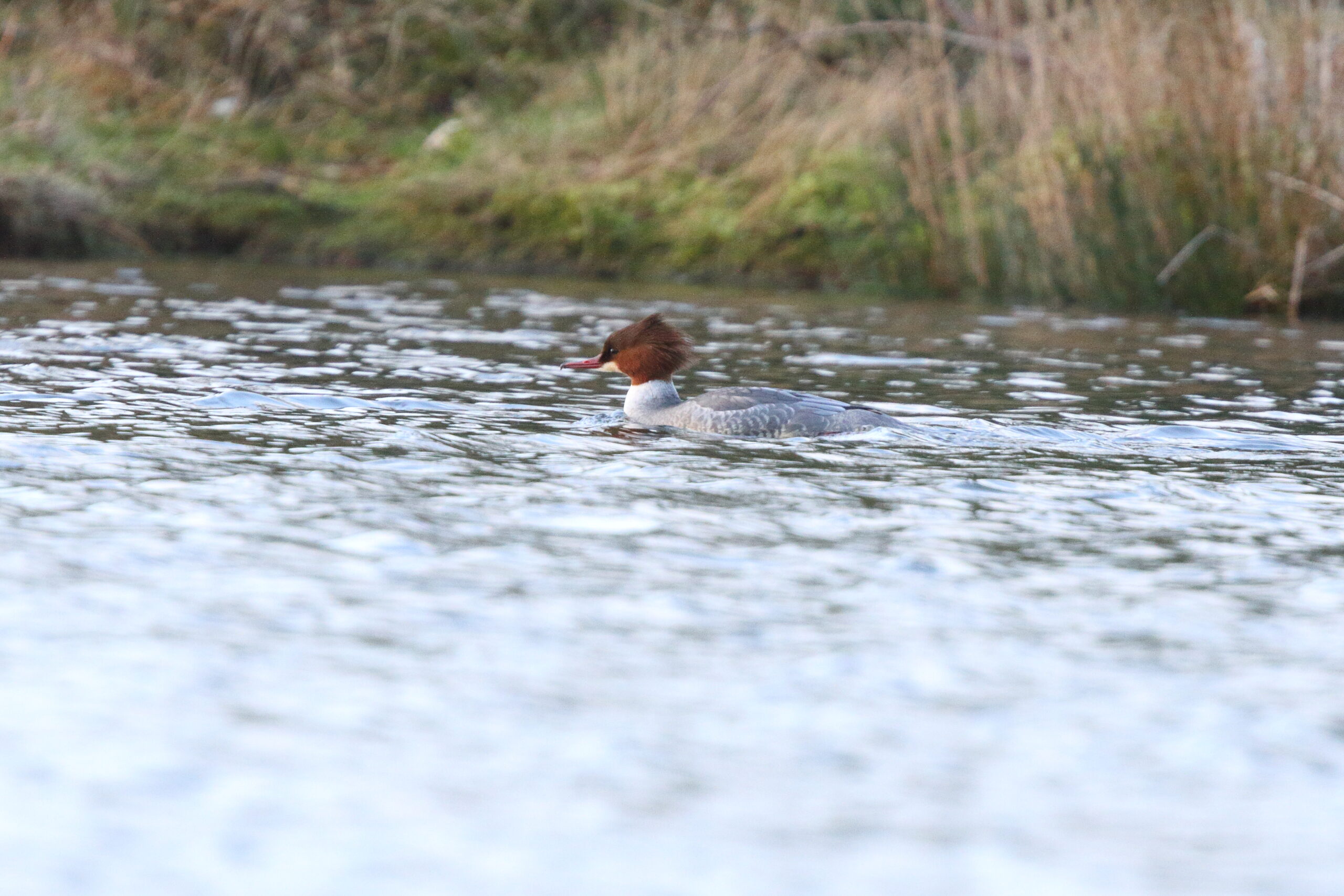 Goosander. Isle of Man, January 2015 © Neil G. Morris.