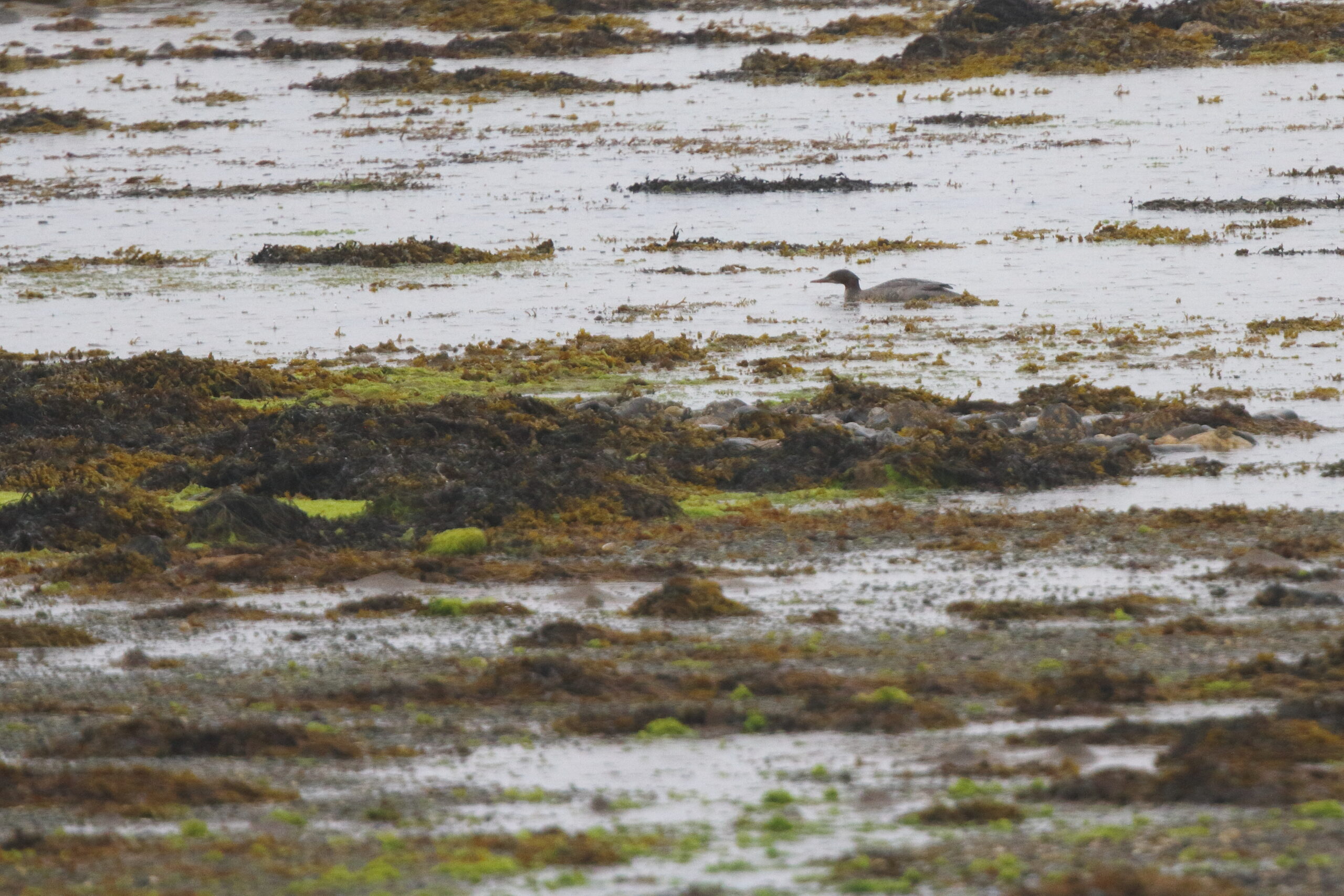 Goosander. Isle of Man, June 2020 © Neil G Morris.