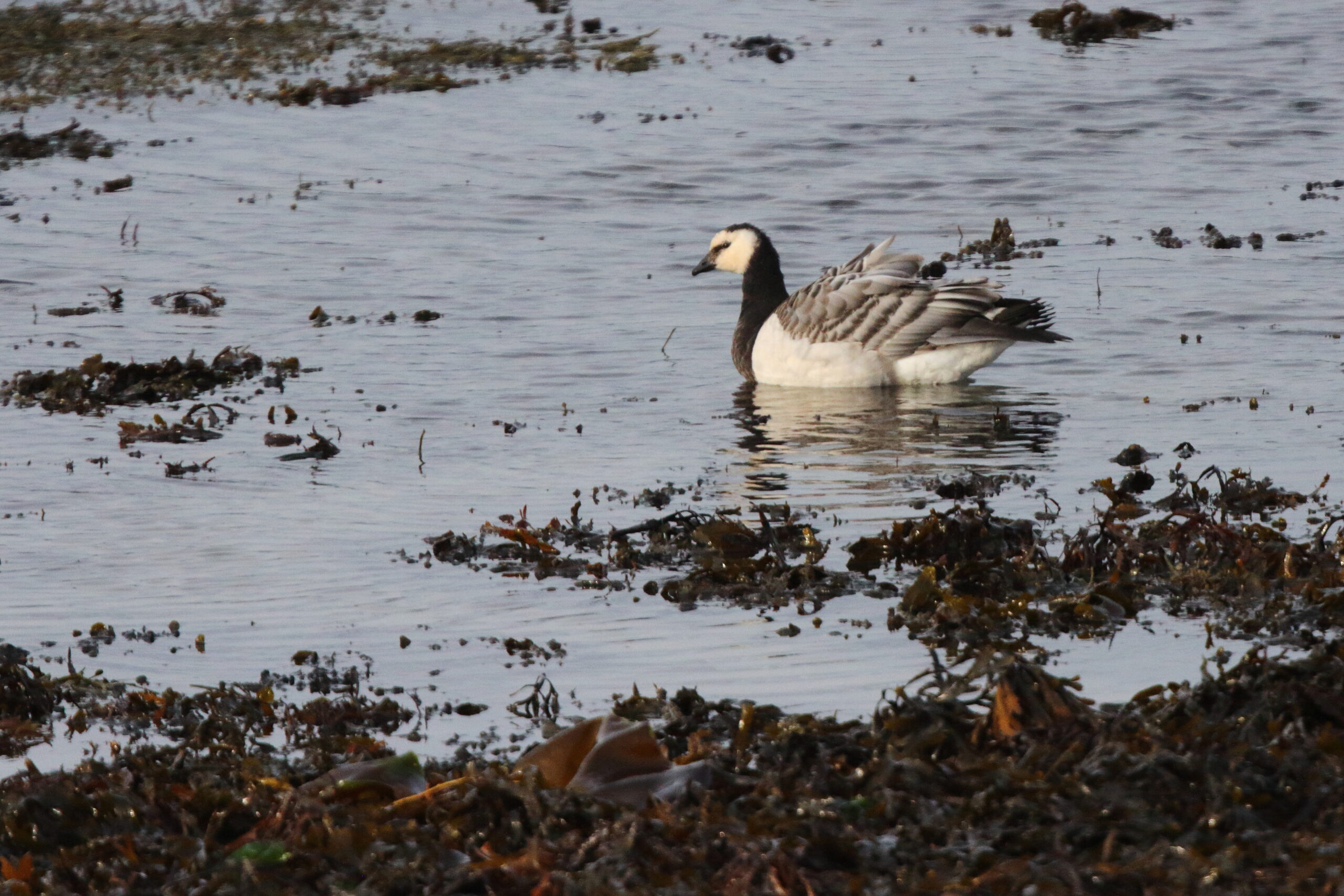 Barnacle Goose. Isle of Man, December 2020 © Neil G Morris.