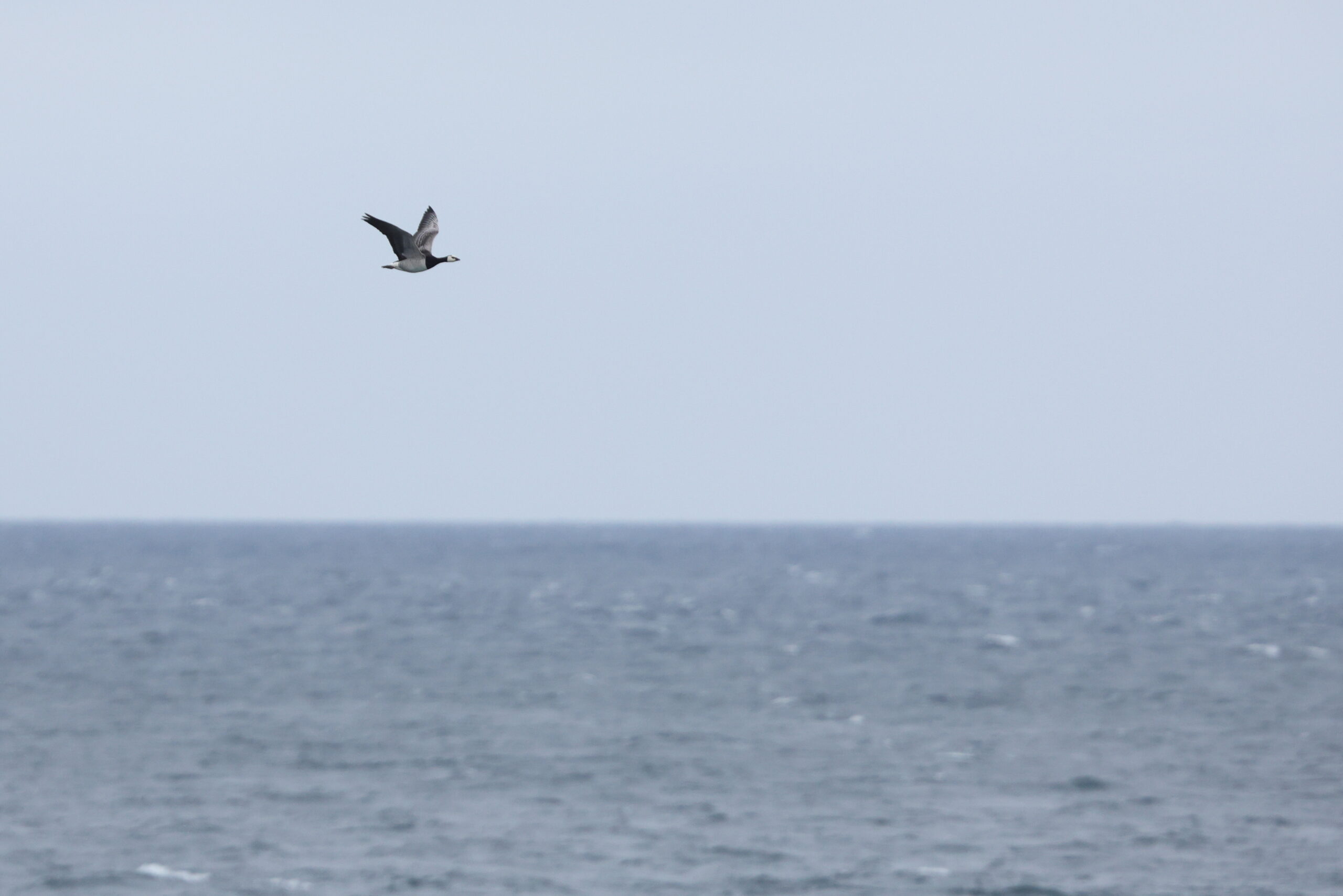 Barnacle Goose. Isle of Man, May 2024 © Neil G Morris.