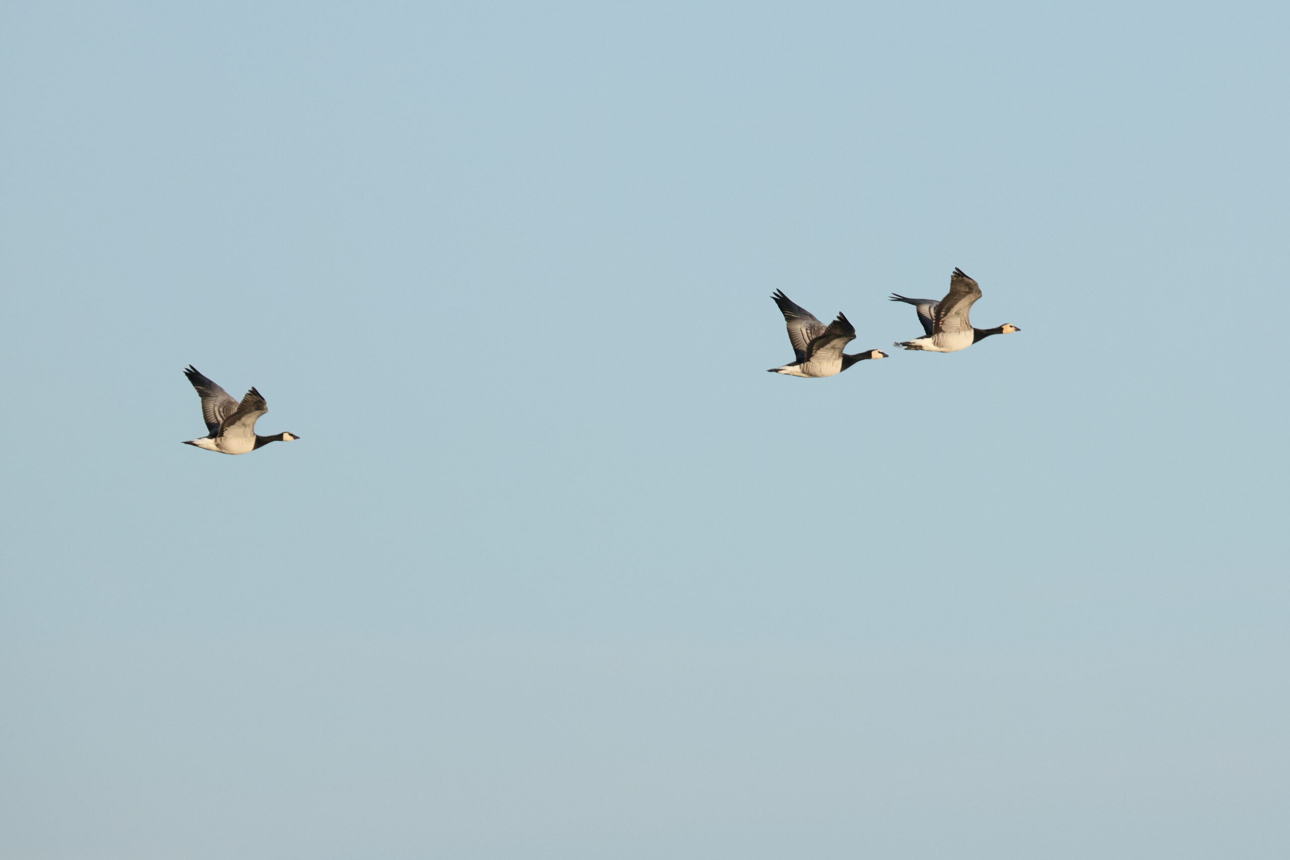 Barnacle Goose. Isle of Man, October 2024 © Neil G Morris.