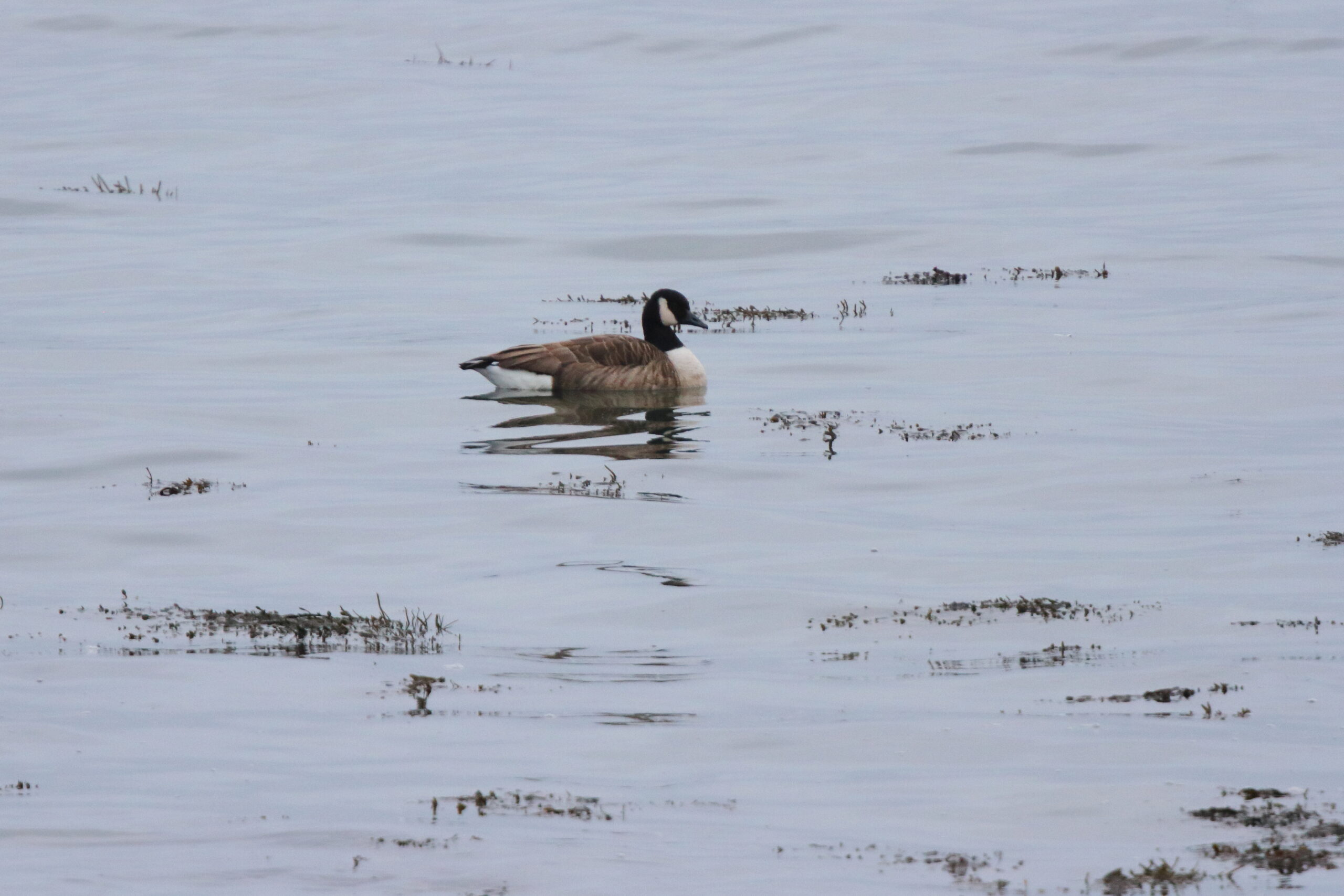 'Lesser' Canada Goose. Isle of Man, December 2018 © Neil G Morris.