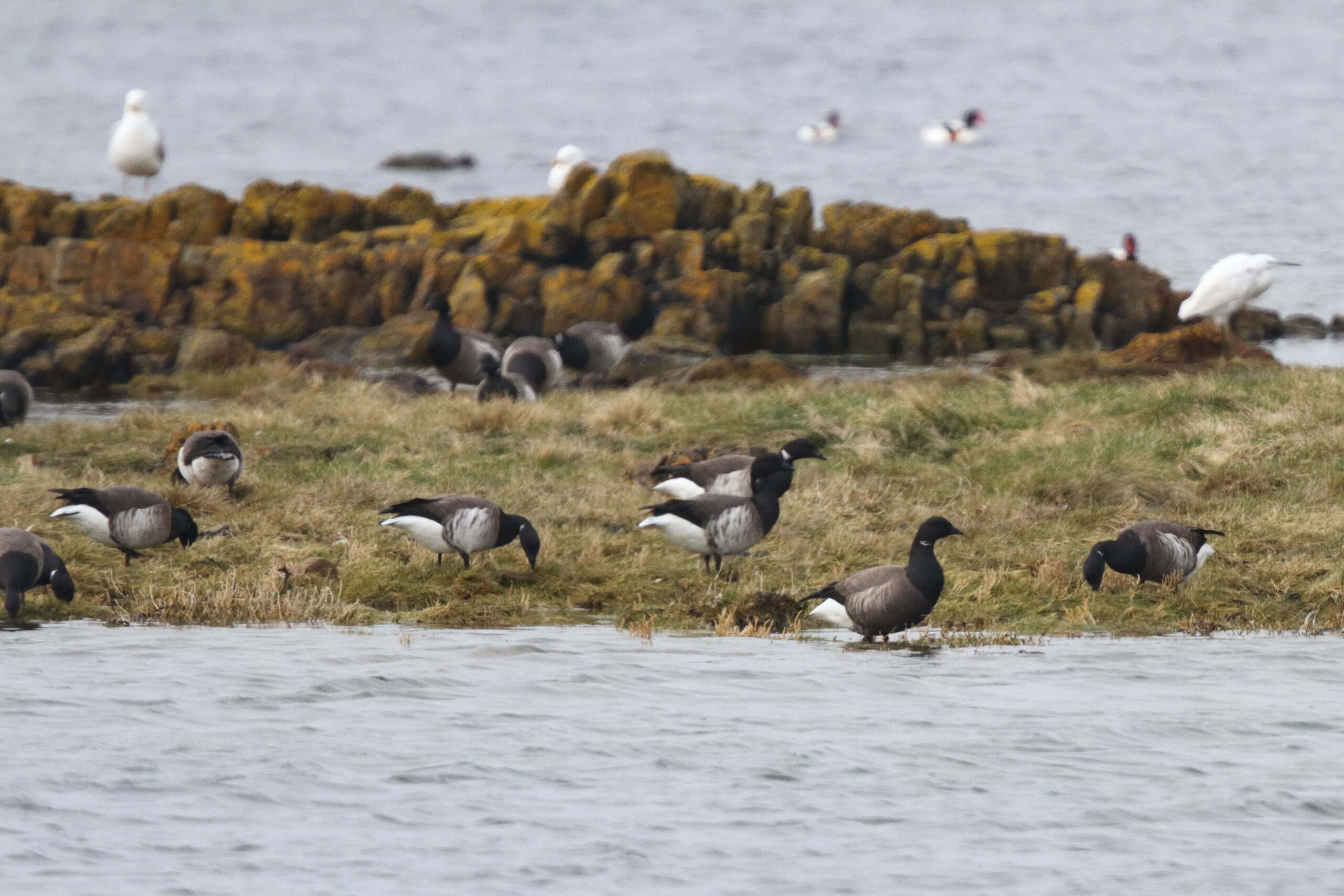 'Dark-bellied' Brent Goose. Isle of Man, April 2019 © Neil G Morris.