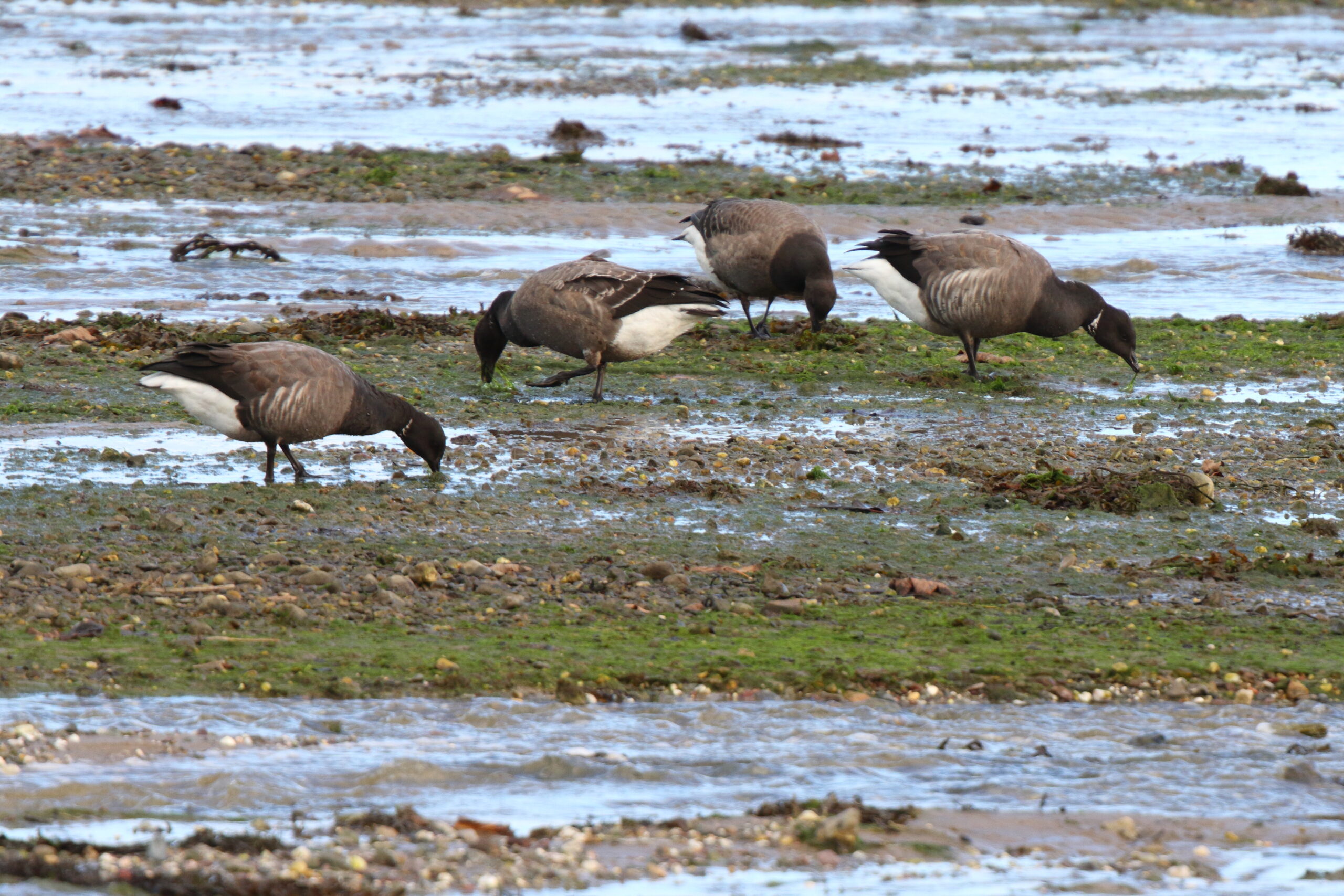 'Dark-bellied' Brent Goose. Isle of Man, October 2021 © Neil G Morris.